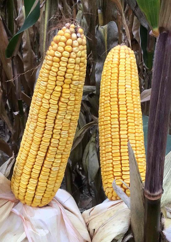 5231am | Beck's Hybrid corn