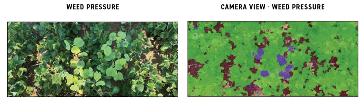 2024-Mul-Beans-Sprayer Application Study-See & Spray