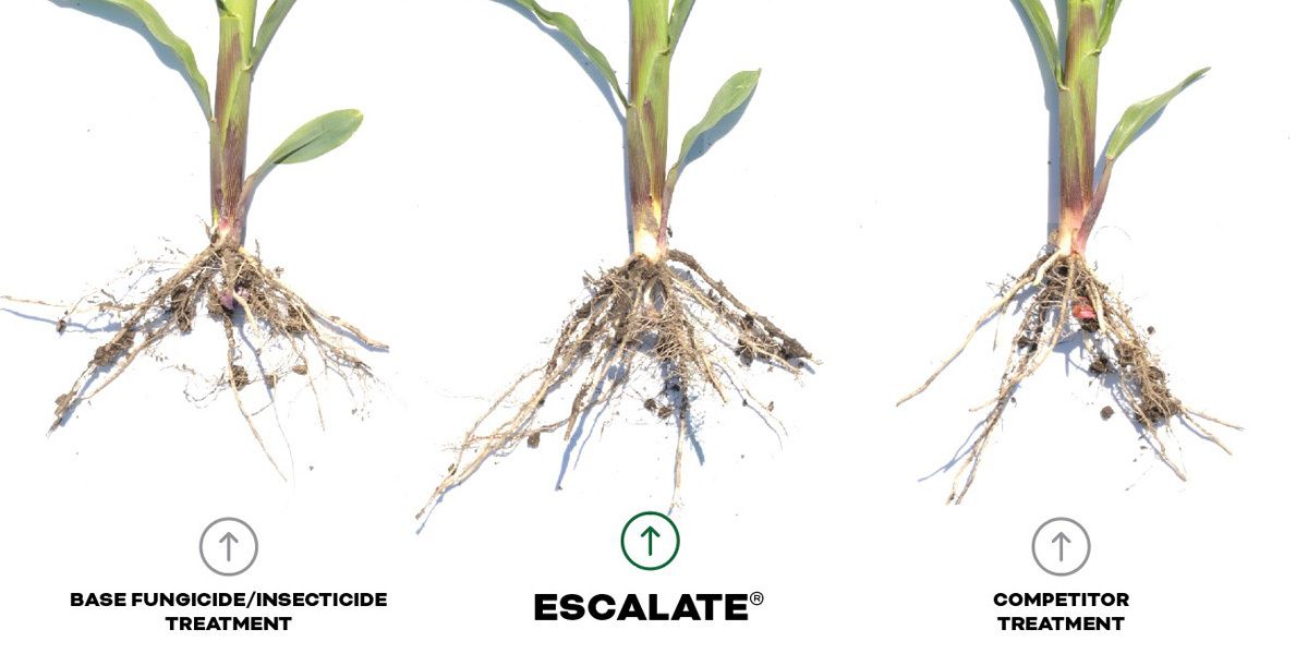 Corn Seed Treatments | Beck's Hybrids