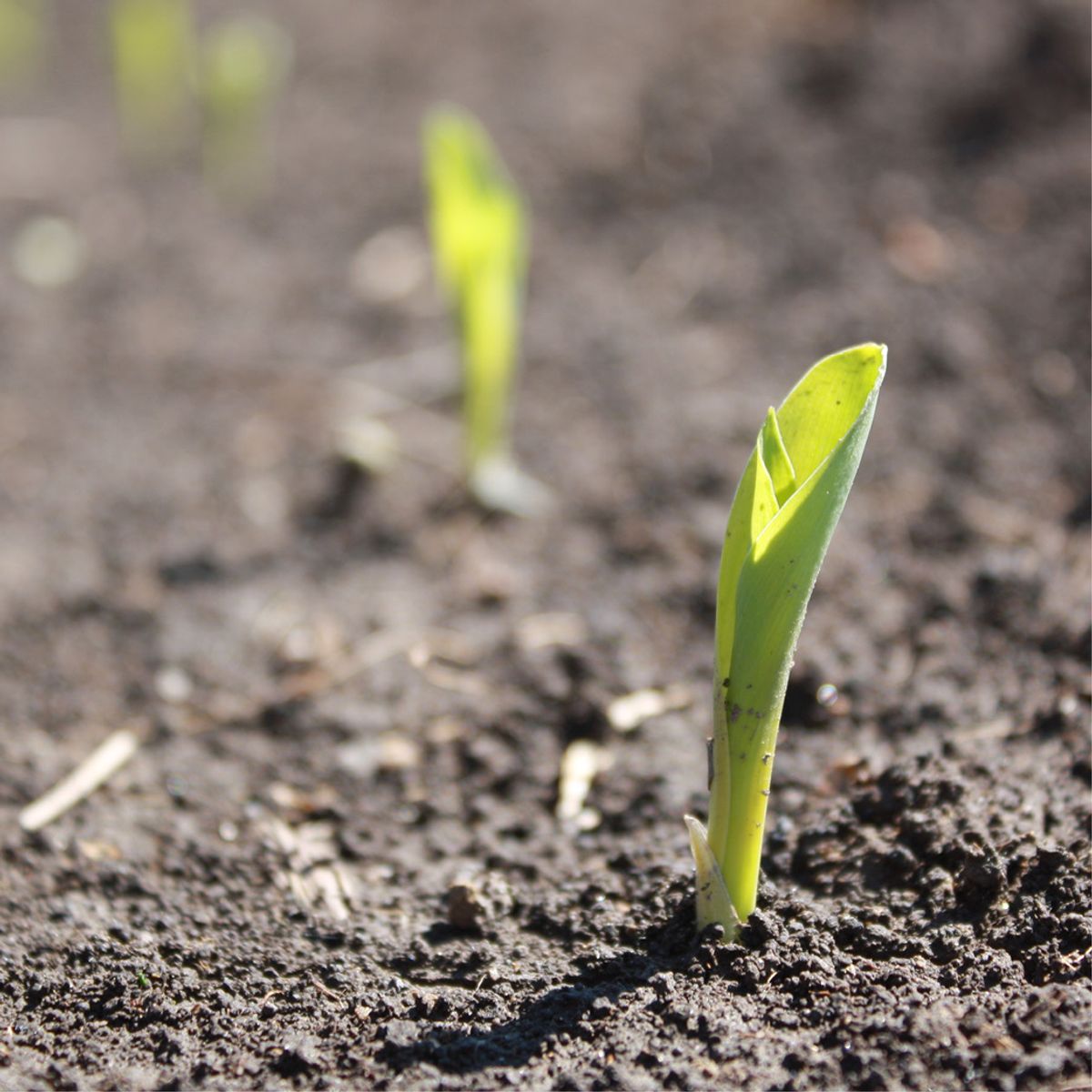 2022 Ohio Corn Tire Pressure Study - Planter Tractor