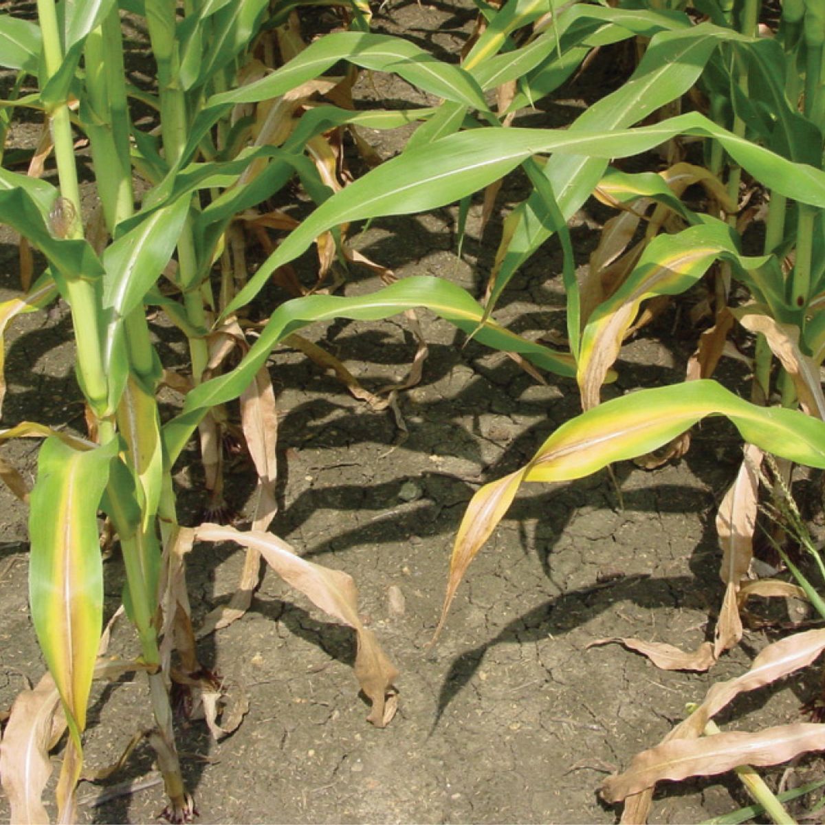 2022 Indiana Corn Nitrogen Placement Study - 2x2x2 vs. Dribble