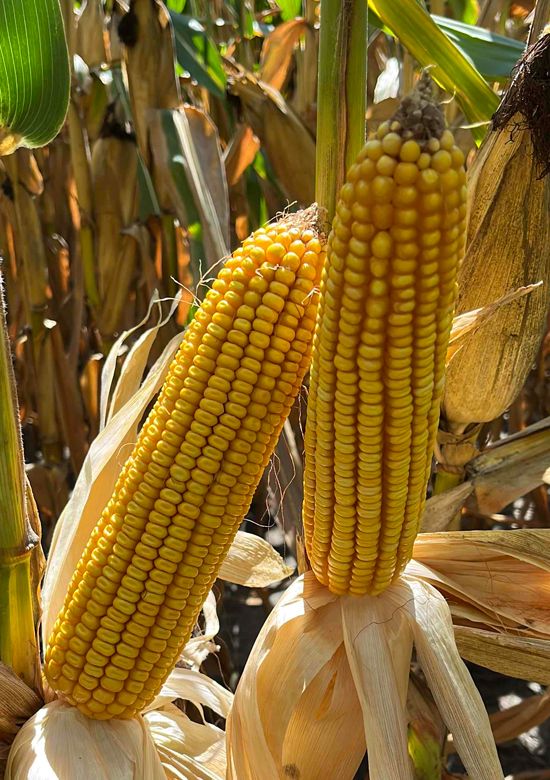 ティーバックス 6473tcv2p | Beck's Hybrid corn