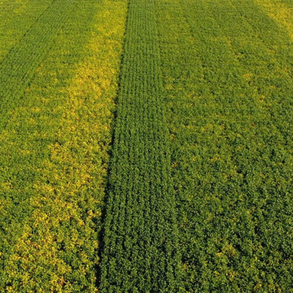 2023 Ohio Soybean Replant Study - Spotting In