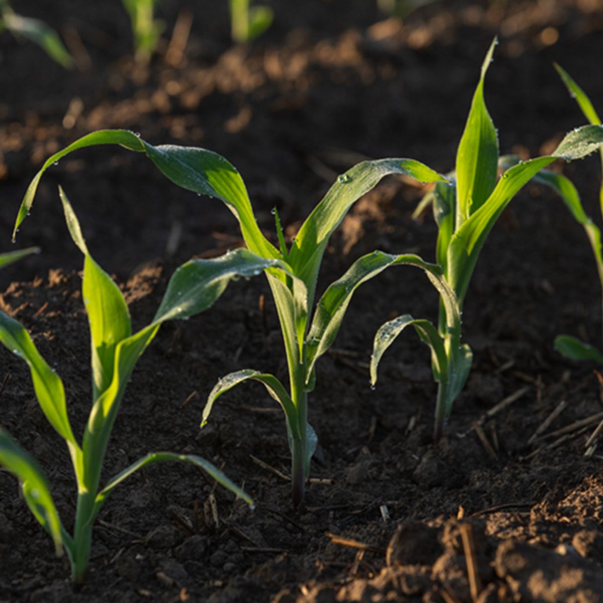 2023 Ohio Corn Starter Additive Study - In-Furrow