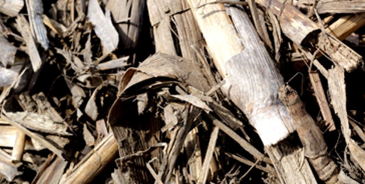 2024 Multi-Location Soybean Residue Management Study Fall Application