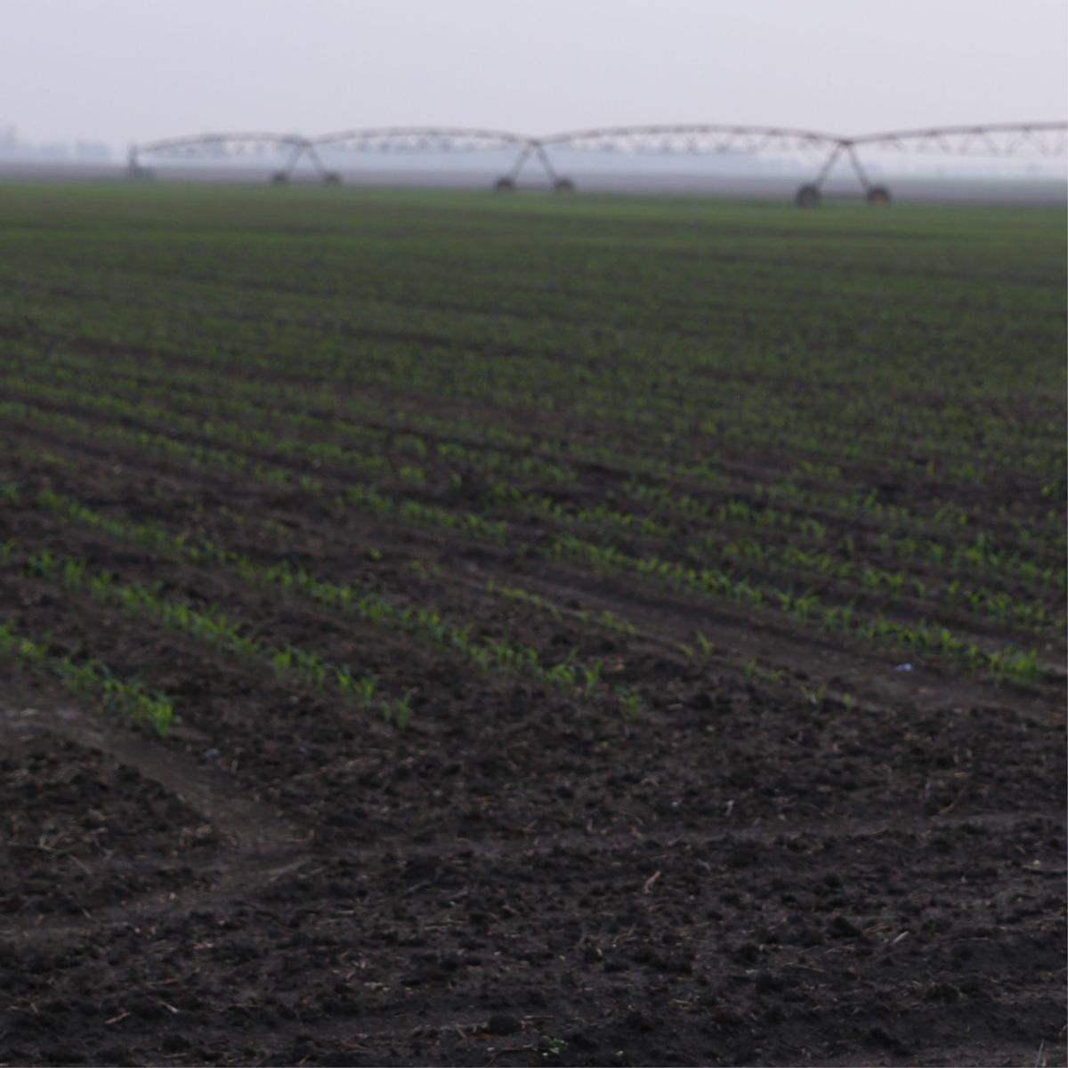 2022 Ohio Corn Planting Date Study - Population Response