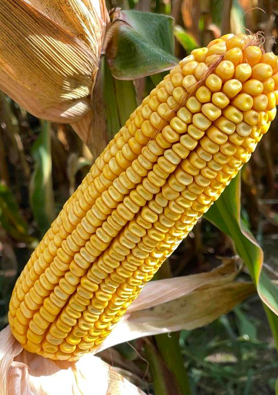 ペビさま 5332am | Beck's Hybrid corn