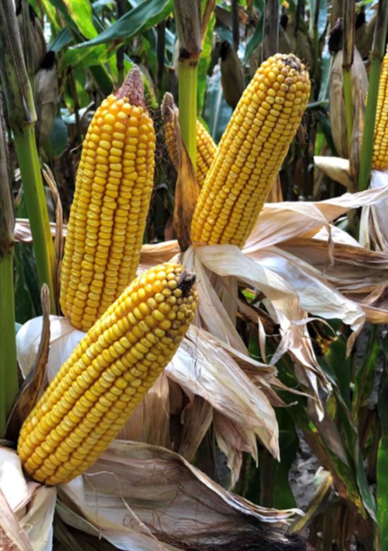はる 6973tcv2p | Beck's Hybrid corn