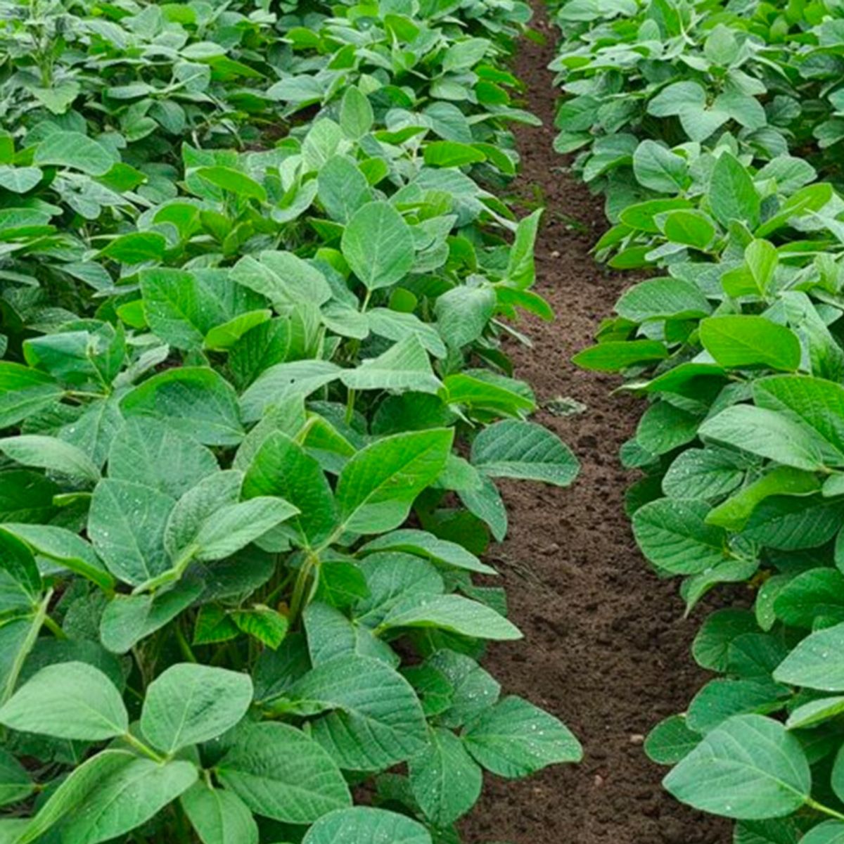 2023 Ohio Soybean Residue Management Study - Spring Application