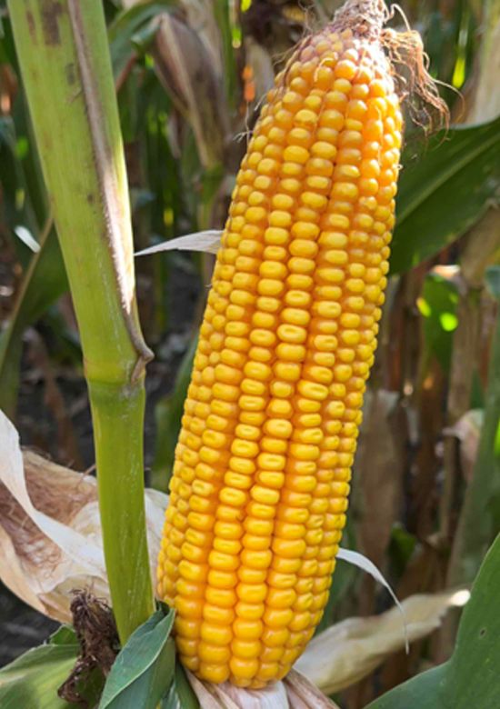 6574aa | Beck's Hybrid corn