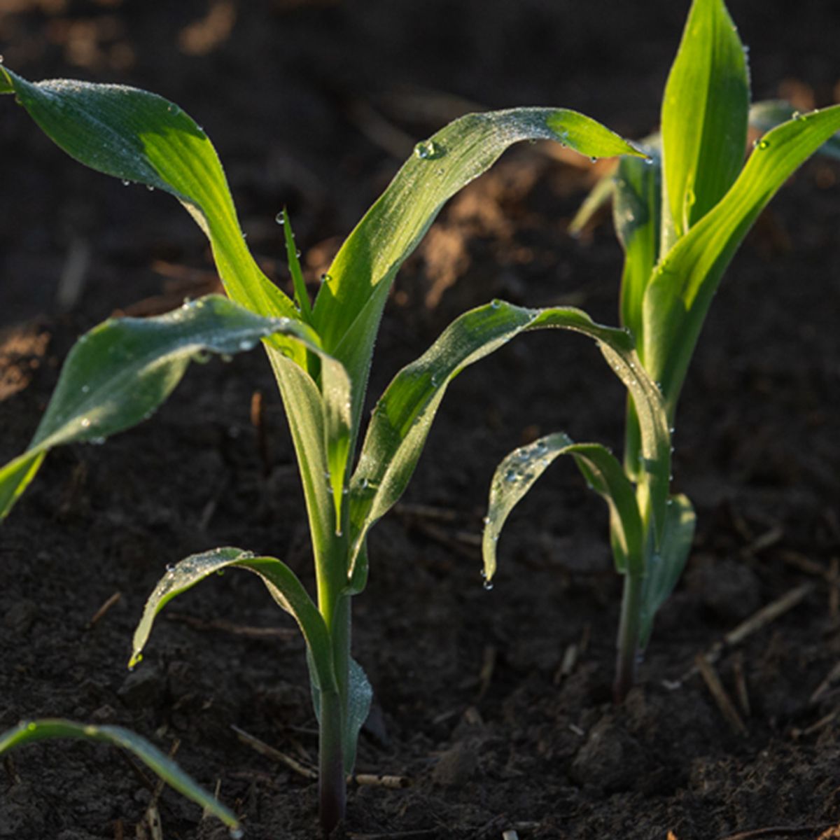 2023 Ohio Corn Starter Fertilizer Systems Study - 2x2x2 vs. In-Furrow