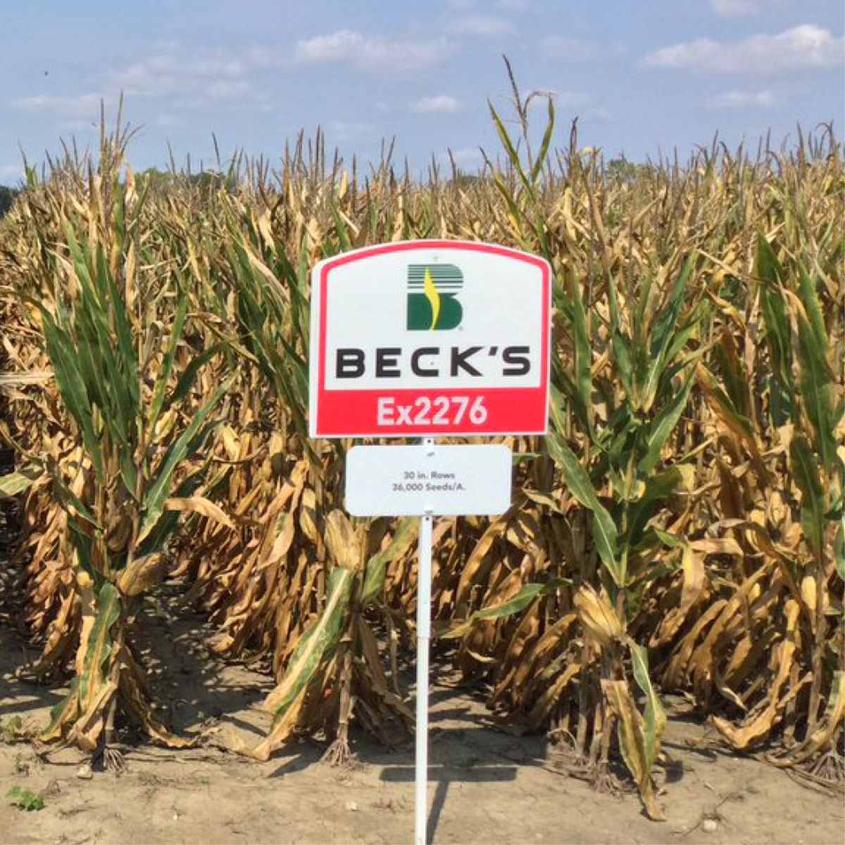 2022 Ohio Corn Row Width & Population Study - Short Corn
