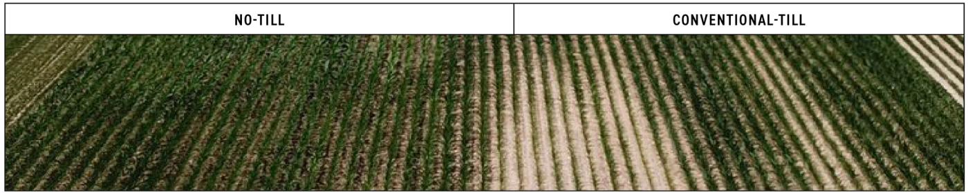2022-Indiana-Tillage-Study-Corn-After-Corn-Image