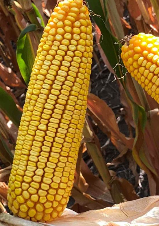 5647v | Beck's Hybrid corn