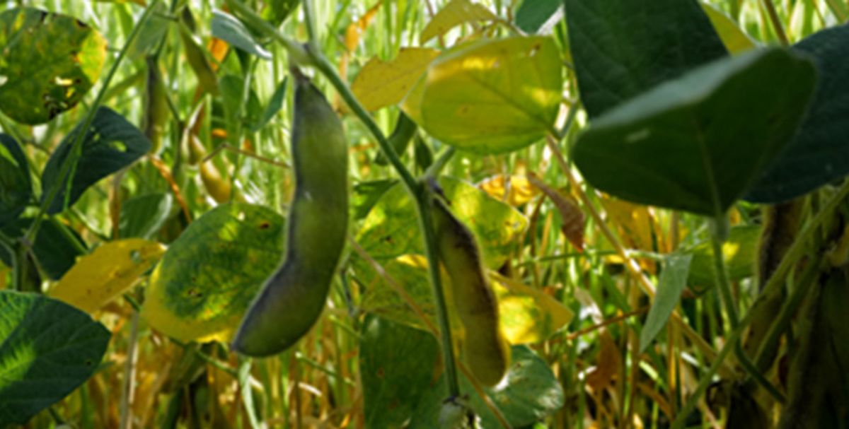 2024 Multi-Location Soybean Bio-Stimulant Study In-Furrow