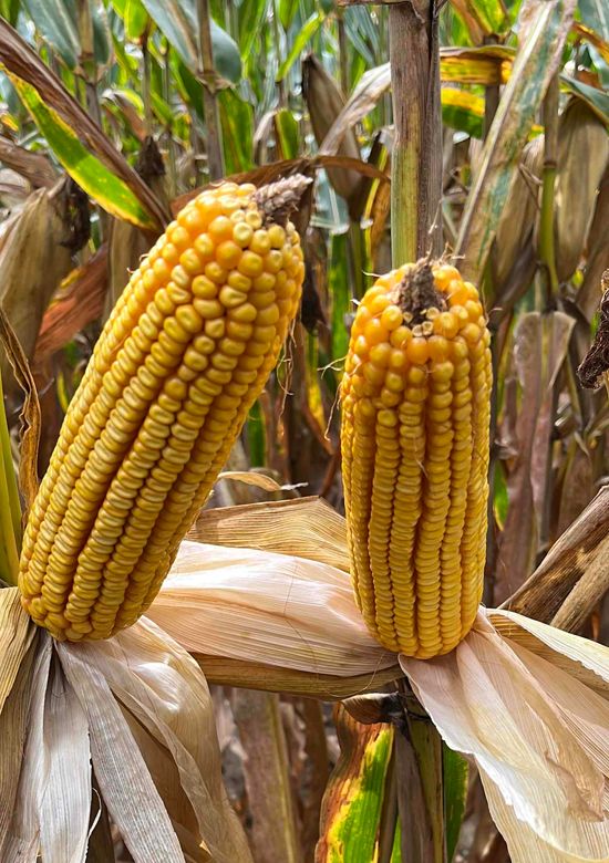 6492tcv2p | Beck's Hybrid corn