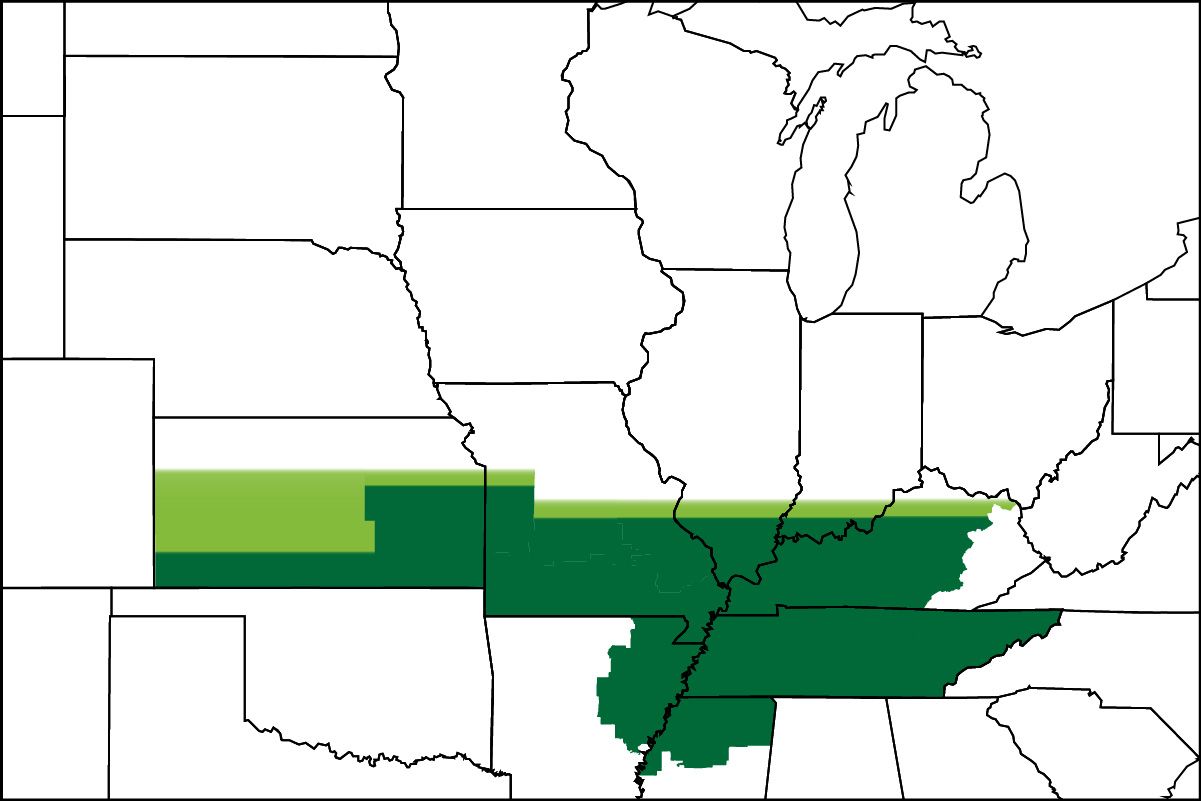 4991xf | Beck's Hybrid soybeans