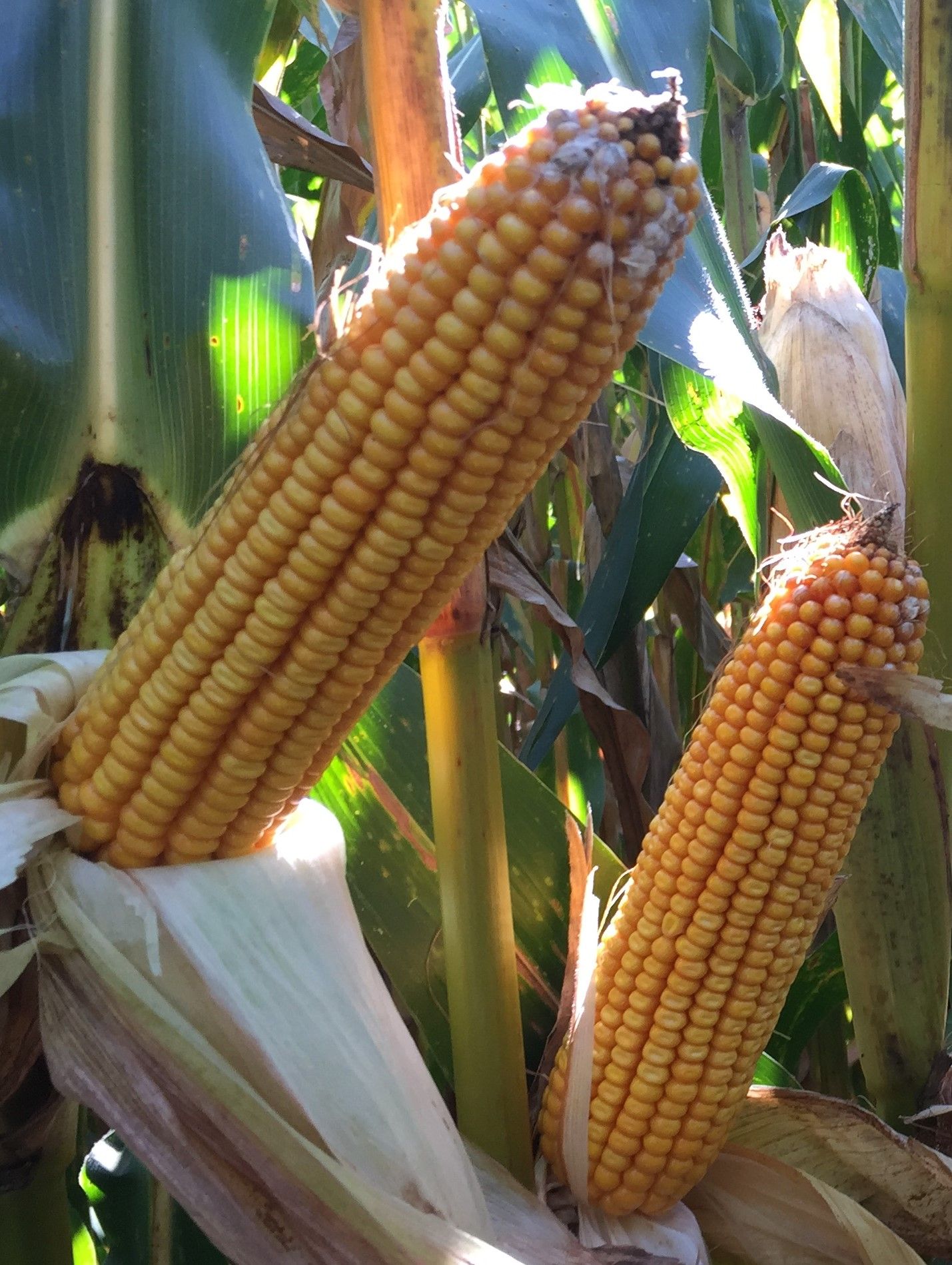 イエローコーン 6589rr | Beck's Hybrid corn