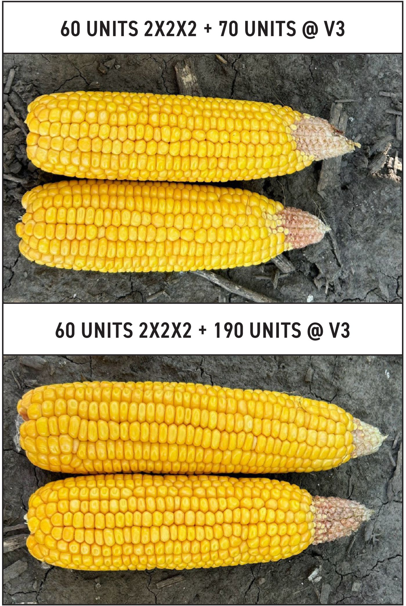 2024-Mul-Corn-Nitrogen Rate Study-2x2x2-Results