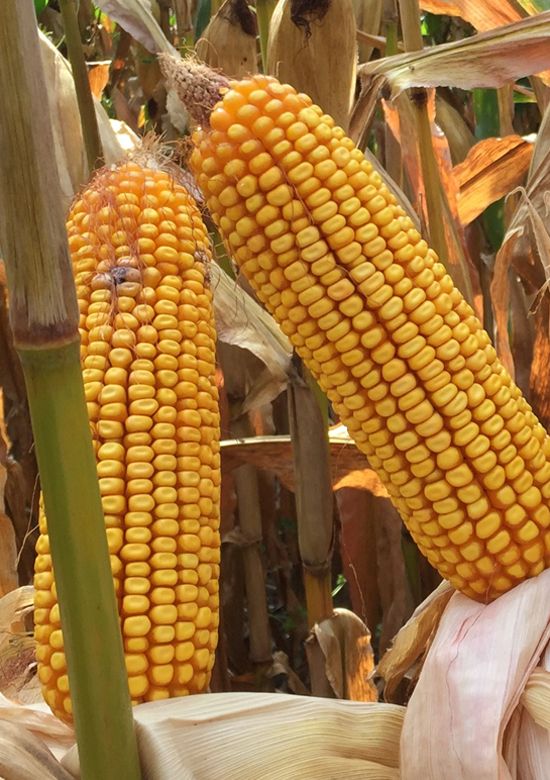 6374v2p | Beck's Hybrid corn
