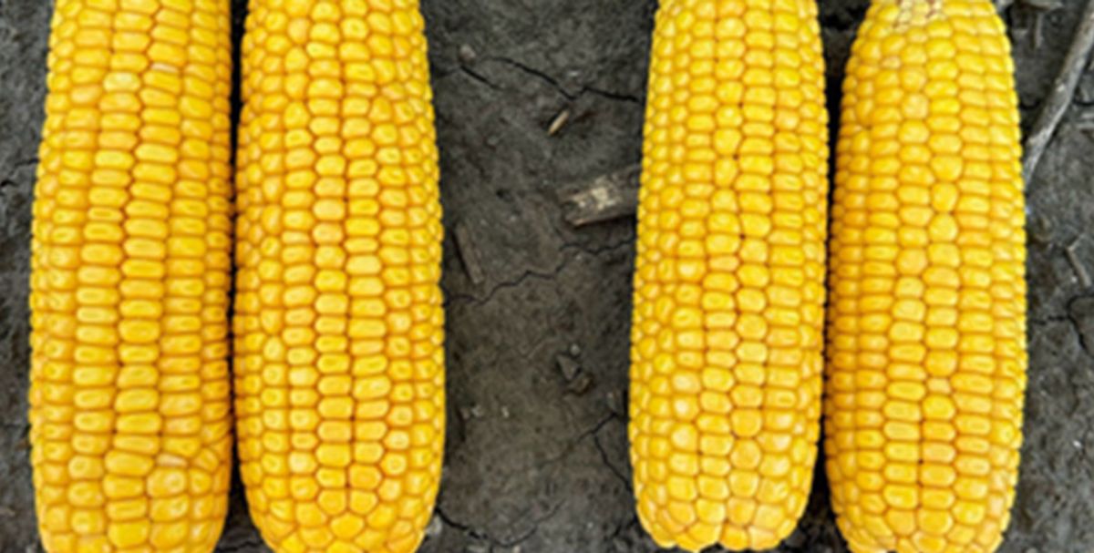 2024 Multi-Location Corn Nitrogen Rate Study 2X2X2