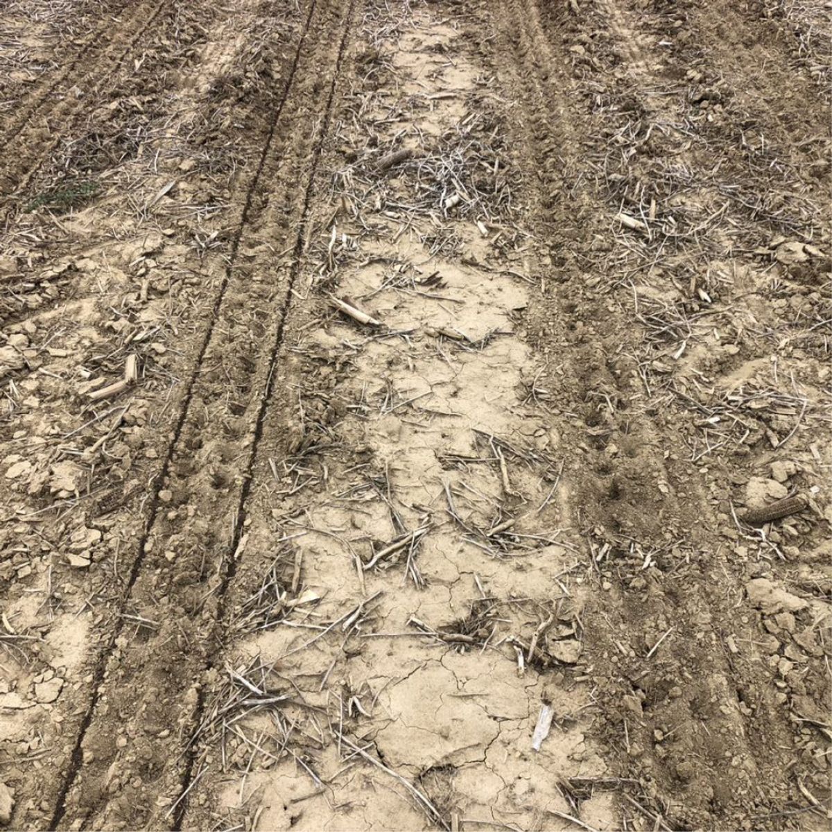 2022 Ohio Corn Nitrogen Placement Study - 2x2x2 vs. Dribble