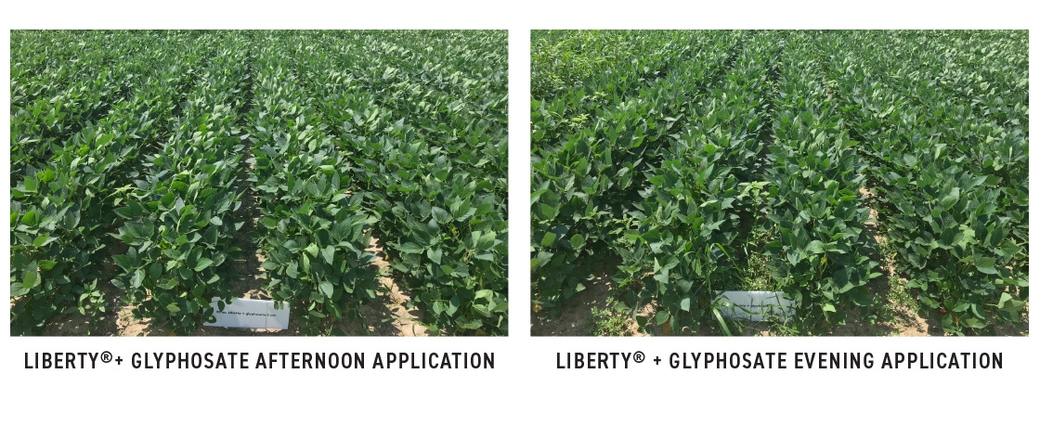Weed Management Brief: Liberty And Time Of Day