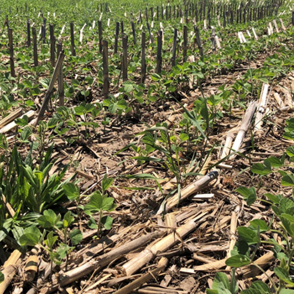 2023 Indiana Soybean Tillage Study - Soybeans-After-Corn