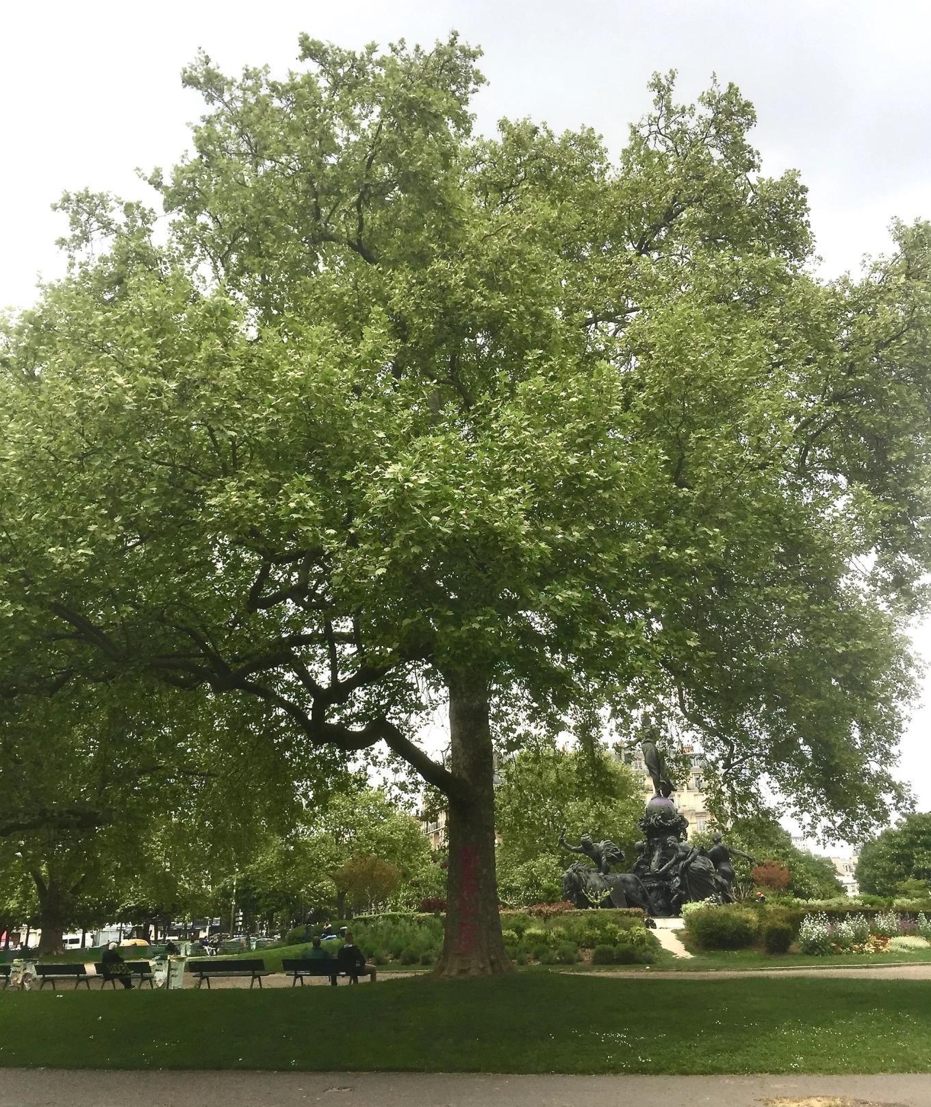 Grand arbre au feuillage dense dans un square, pelouse et bancs au premier plan
