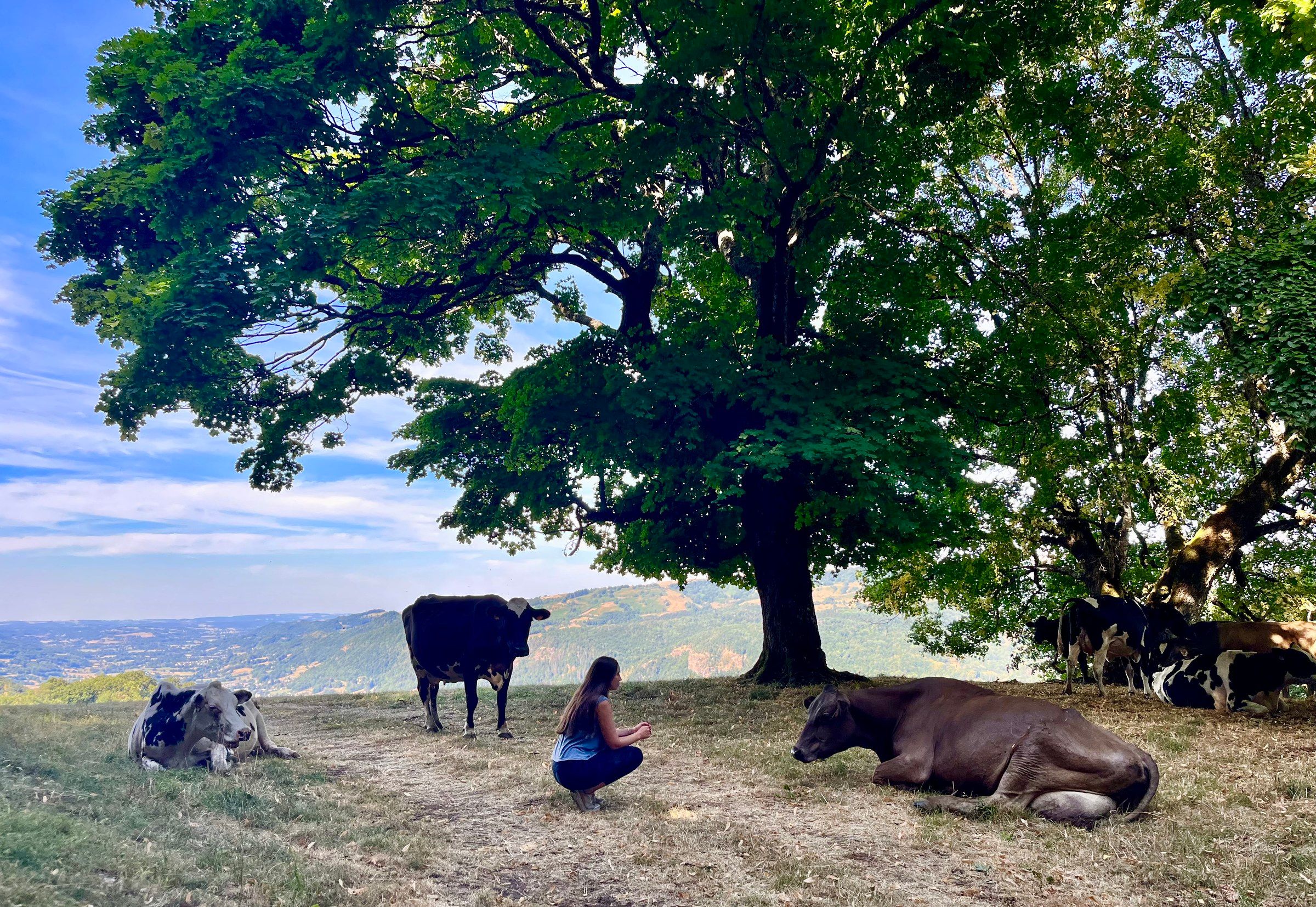 Une vachère accroupie près de vaches couchées à l’ombre d’un grand arbre, dans un pré dominant une vallée