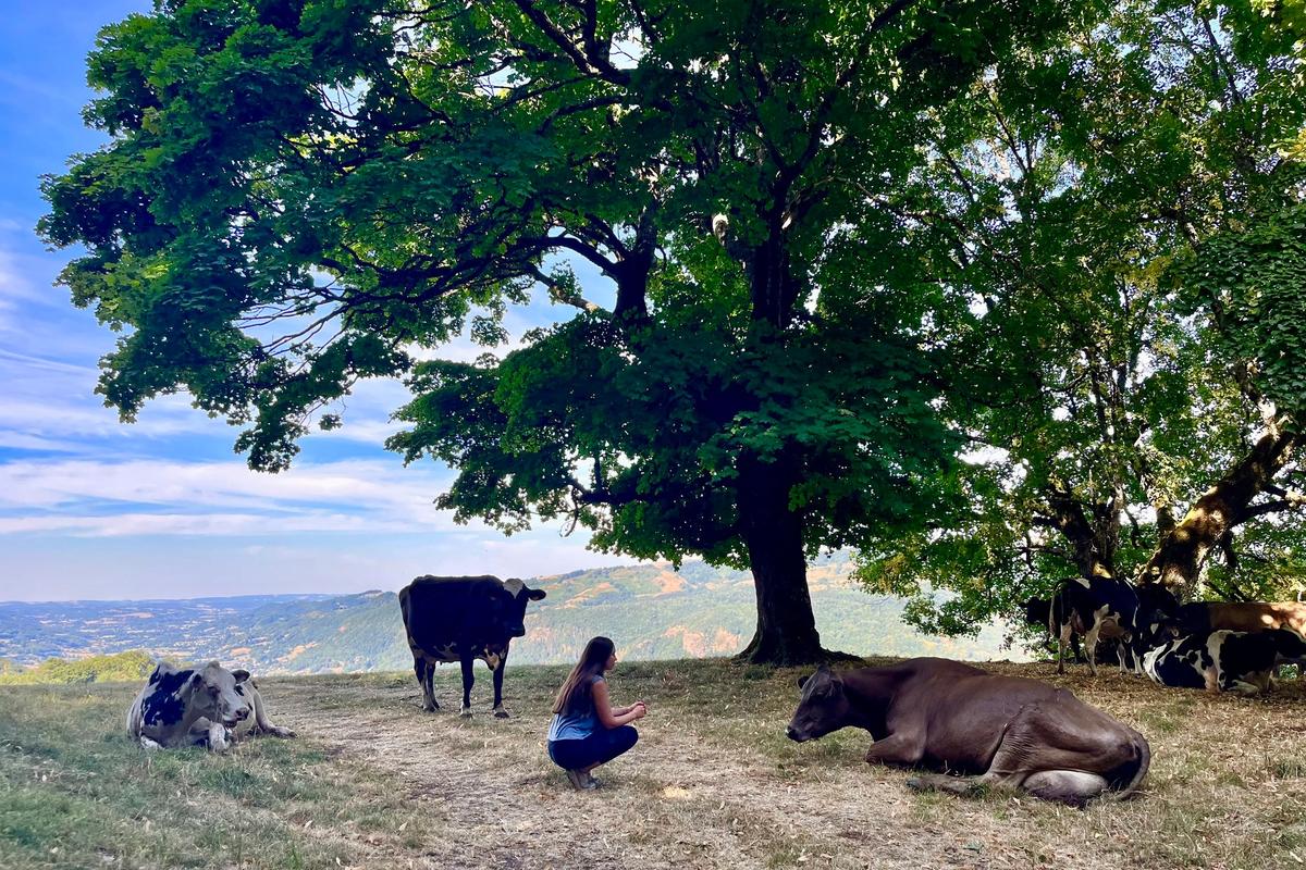 Une vachère accroupie près de vaches couchées à l’ombre d’un grand arbre, dans un pré dominant une vallée