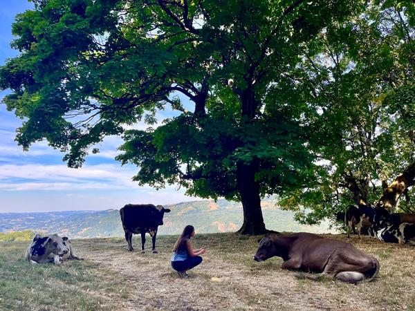 Une vachère accroupie près de vaches couchées à l’ombre d’un grand arbre, dans un pré dominant une vallée