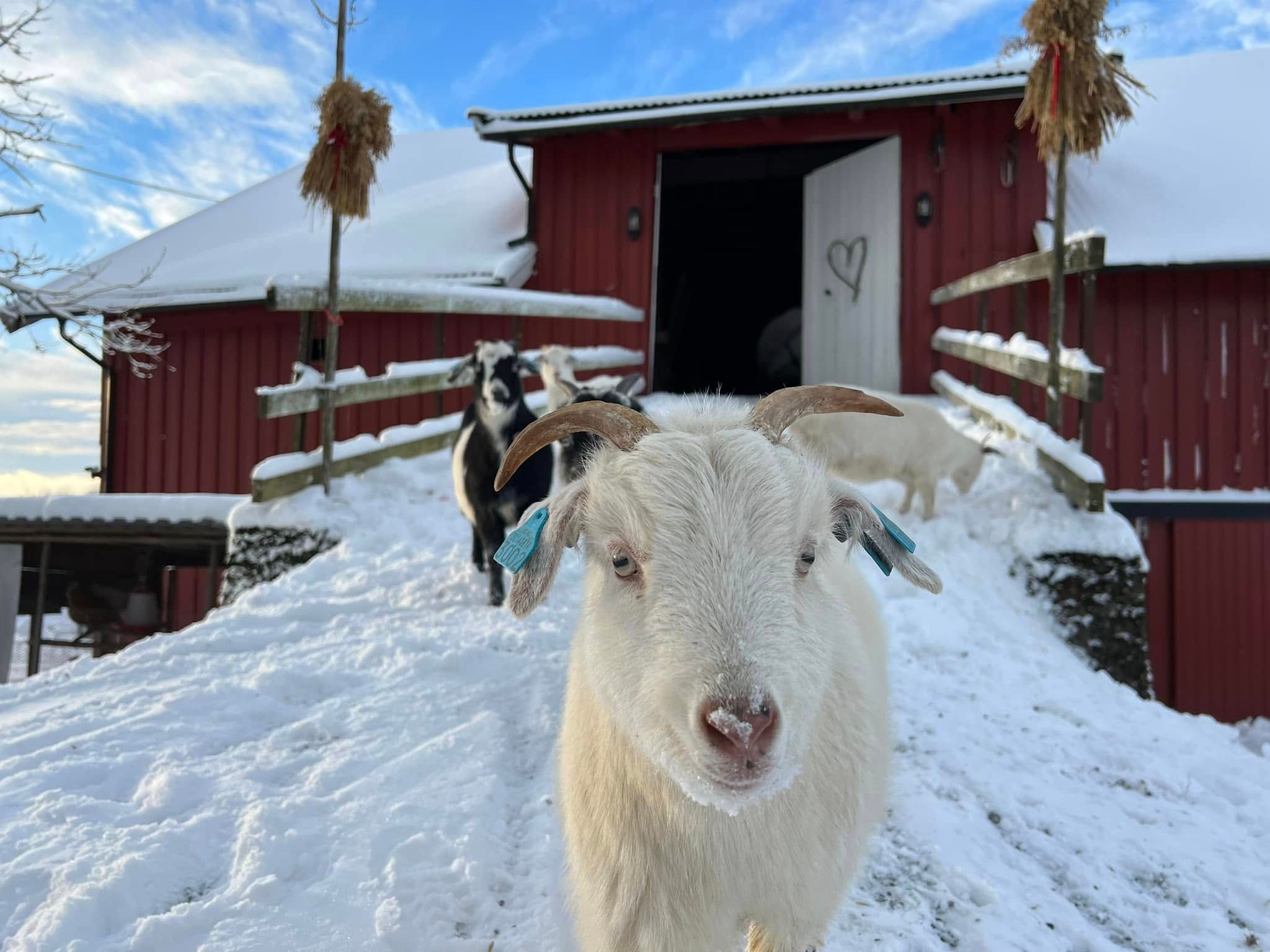 To geiter foran en låve