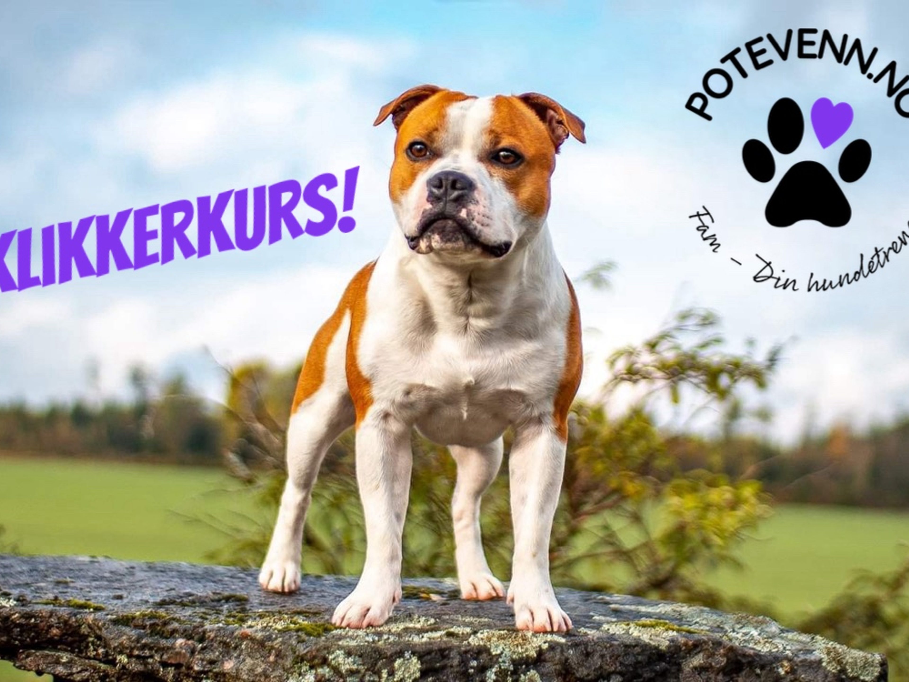 Hund på kurs