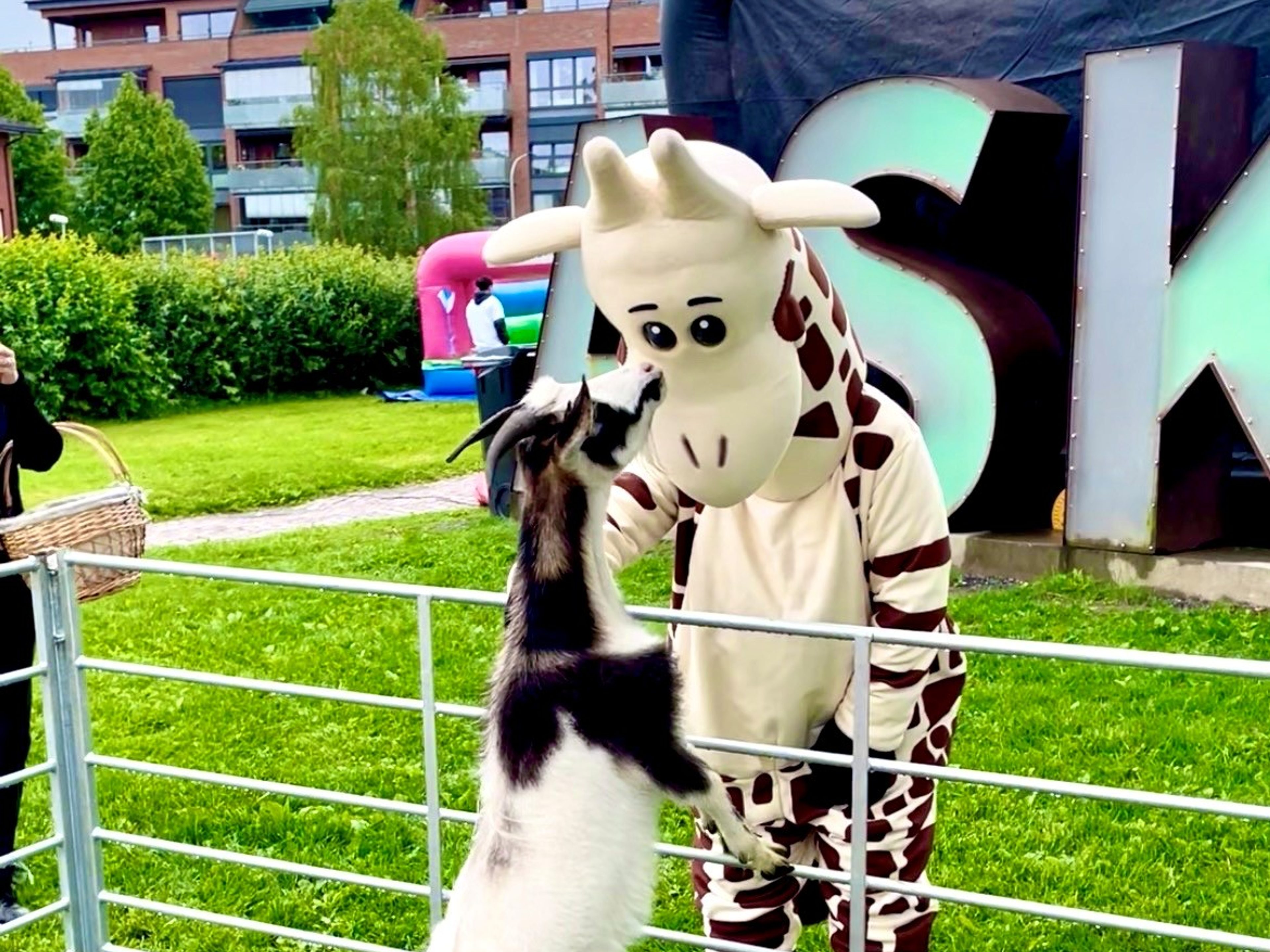 En maskot som hilser på en geit