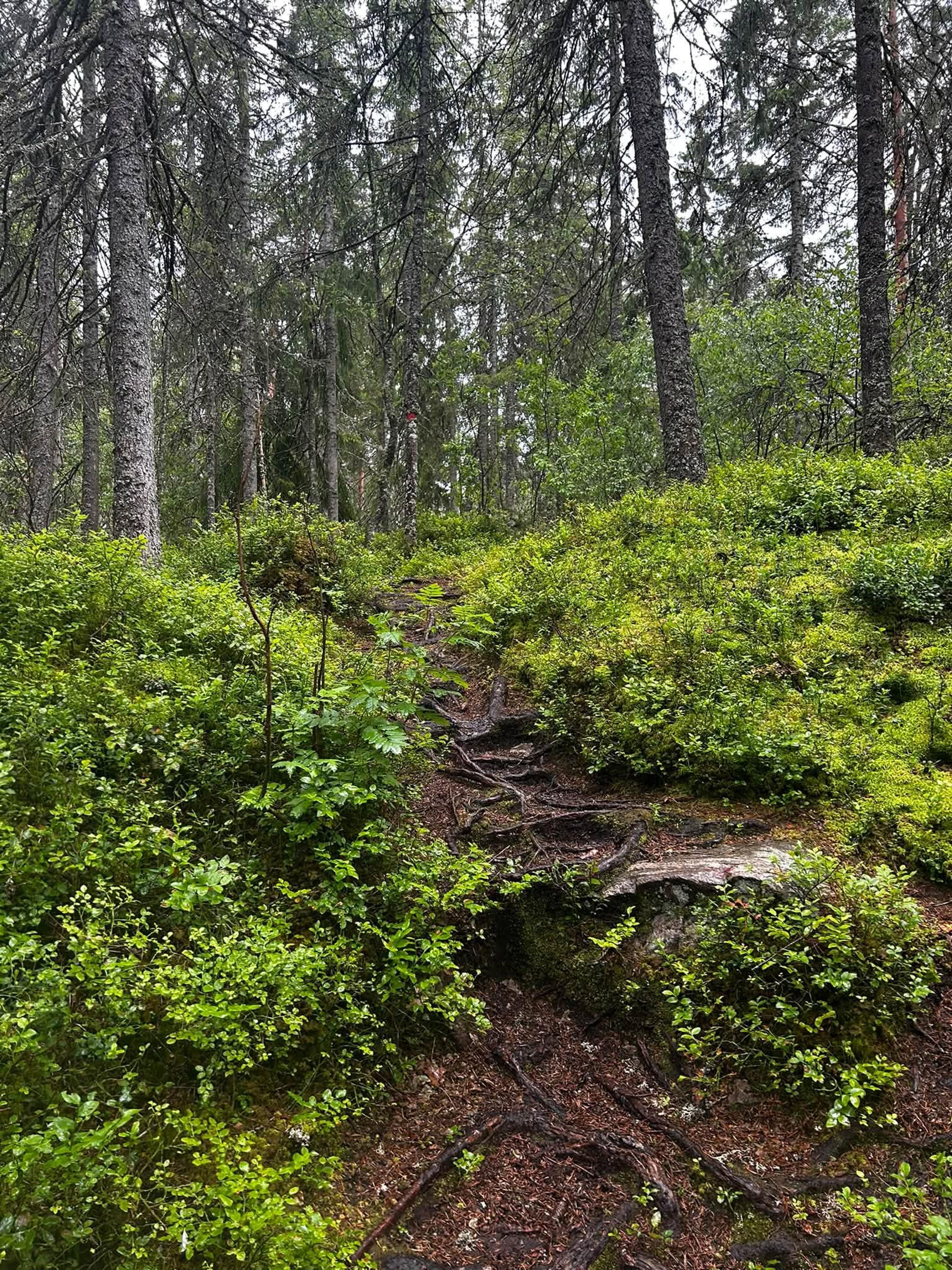 En sti i skogen​​​​‌﻿‍﻿​‍​‍‌‍﻿﻿‌﻿​‍‌‍‍‌‌‍‌﻿‌‍‍‌‌‍﻿‍​‍​‍​﻿‍‍​‍​‍‌﻿​﻿‌‍​‌‌‍﻿‍‌‍‍‌‌﻿‌​‌﻿‍‌​‍﻿‍‌‍‍‌‌‍﻿﻿​‍​‍​‍﻿​​‍​‍‌‍‍​‌﻿​‍‌‍‌‌‌‍‌‍​‍​‍​﻿‍‍​‍​‍‌‍‍​‌﻿‌​‌﻿‌​‌﻿​​​﻿‍‍​‍﻿﻿​‍﻿﻿‌‍﻿​‌‍﻿﻿‌‍​﻿‌‍​‌‌‍﻿​‌‍‍​‌‍﻿﻿‌﻿​﻿‌﻿‌​​﻿‍‍​﻿​﻿​﻿​﻿​﻿​﻿​﻿​﻿​‍﻿﻿‌‍‍‌‌‍﻿‍‌﻿‌​‌‍‌‌‌‍﻿‍‌﻿‌​​‍﻿﻿‌‍‌‌‌‍‌​‌‍‍‌‌﻿‌​​‍﻿﻿‌‍﻿‌‌‍﻿﻿‌‍‌​‌‍‌‌​﻿﻿‌‌﻿​​‌﻿​‍‌‍‌‌‌﻿​﻿‌‍‌‌‌‍﻿‍‌﻿‌​‌‍​‌‌﻿‌​‌‍‍‌‌‍﻿﻿‌‍﻿‍​﻿‍﻿‌‍‍‌‌‍‌​​﻿﻿‌​﻿​‍‌‍​‍​﻿‌‌‌‍‌‌​﻿‍‌‌‍‌‍​﻿‌‌​﻿​﻿​‍﻿‌​﻿‌﻿​﻿‌​‌‍​‌​﻿​​​‍﻿‌​﻿‌​​﻿‍​​﻿​﻿​﻿‌​​‍﻿‌​﻿‍​‌‍‌‍‌‍‌‌​﻿​‌​‍﻿‌‌‍‌​​﻿​﻿​﻿‌​‌‍‌‍‌‍​﻿‌‍​‌​﻿​‌​﻿‌‍​﻿‍‌​﻿​‌​﻿‌‌‌‍​﻿​﻿‍﻿‌﻿‌​‌﻿‍‌‌﻿​​‌‍‌‌​﻿﻿‌‌﻿​​‌‍﻿﻿‌﻿​﻿‌﻿‌​​﻿‍﻿‌﻿​​‌‍​‌‌﻿‌​‌‍‍​​﻿﻿‌‌‍​‍‌‍﻿﻿‌‍‌​‌﻿‍‌​‍‌‌​﻿‌‌‌​​‍‌‌﻿﻿‌‍‍﻿‌‍‌‌‌﻿‍‌​‍‌‌​﻿​﻿‌​‌​​‍‌‌​﻿​﻿‌​‌​​‍‌‌​﻿​‍​﻿​‍​﻿​﻿​﻿​​‌‍‌‍‌‍​‍​﻿​‌​﻿‌﻿‌‍​‌​﻿​‌‌‍​‍​﻿‌﻿​﻿‌‍​﻿‌​​‍‌‌​﻿​‍​﻿​‍​‍‌‌​﻿‌‌‌​‌​​‍﻿‍‌‍​‌‌‍﻿​‌﻿‌​​﻿﻿﻿‌‍​‍‌‍​‌‌﻿​﻿‌‍‌‌‌‌‌‌‌﻿​‍‌‍﻿​​﻿﻿‌‌‍‍​‌﻿‌​‌﻿‌​‌﻿​​​‍‌‌​﻿​﻿‌​​‌​‍‌‌​﻿​‍‌​‌‍​‍‌‌​﻿​‍‌​‌‍‌‍﻿​‌‍﻿﻿‌‍​﻿‌‍​‌‌‍﻿​‌‍‍​‌‍﻿﻿‌﻿​﻿‌﻿‌​​‍‌‌​﻿​﻿‌​​‌​﻿​﻿​﻿​﻿​﻿​﻿​﻿​﻿​‍‌‍‌‍‍‌‌‍‌​​﻿﻿‌​﻿​‍‌‍​‍​﻿‌‌‌‍‌‌​﻿‍‌‌‍‌‍​﻿‌‌​﻿​﻿​‍﻿‌​﻿‌﻿​﻿‌​‌‍​‌​﻿​​​‍﻿‌​﻿‌​​﻿‍​​﻿​﻿​﻿‌​​‍﻿‌​﻿‍​‌‍‌‍‌‍‌‌​﻿​‌​‍﻿‌‌‍‌​​﻿​﻿​﻿‌​‌‍‌‍‌‍​﻿‌‍​‌​﻿​‌​﻿‌‍​﻿‍‌​﻿​‌​﻿‌‌‌‍​﻿​‍‌‍‌﻿‌​‌﻿‍‌‌﻿​​‌‍‌‌​﻿﻿‌‌﻿​​‌‍﻿﻿‌﻿​﻿‌﻿‌​​‍‌‍‌﻿​​‌‍​‌‌﻿‌​‌‍‍​​﻿﻿‌‌‍​‍‌‍﻿﻿‌‍‌​‌﻿‍‌​‍‌‌​﻿‌‌‌​​‍‌‌﻿﻿‌‍‍﻿‌‍‌‌‌﻿‍‌​‍‌‌​﻿​﻿‌​‌​​‍‌‌​﻿​﻿‌​‌​​‍‌‌​﻿​‍​﻿​‍​﻿​﻿​﻿​​‌‍‌‍‌‍​‍​﻿​‌​﻿‌﻿‌‍​‌​﻿​‌‌‍​‍​﻿‌﻿​﻿‌‍​﻿‌​​‍‌‌​﻿​‍​﻿​‍​‍‌‌​﻿‌‌‌​‌​​‍﻿‍‌‍​‌‌‍﻿​‌﻿‌​​‍‌‍‌﻿​​‌‍‌‌‌﻿​‍‌﻿​﻿‌﻿​​‌‍‌‌‌‍​﻿‌﻿‌​‌‍‍‌‌﻿‌‍‌‍‌‌​﻿﻿‌‌﻿​​‌﻿‌‌‌‍​‍‌‍﻿​‌‍‍‌‌﻿​﻿‌‍‍​‌‍‌‌‌‍‌​​‍​‍‌﻿﻿‌