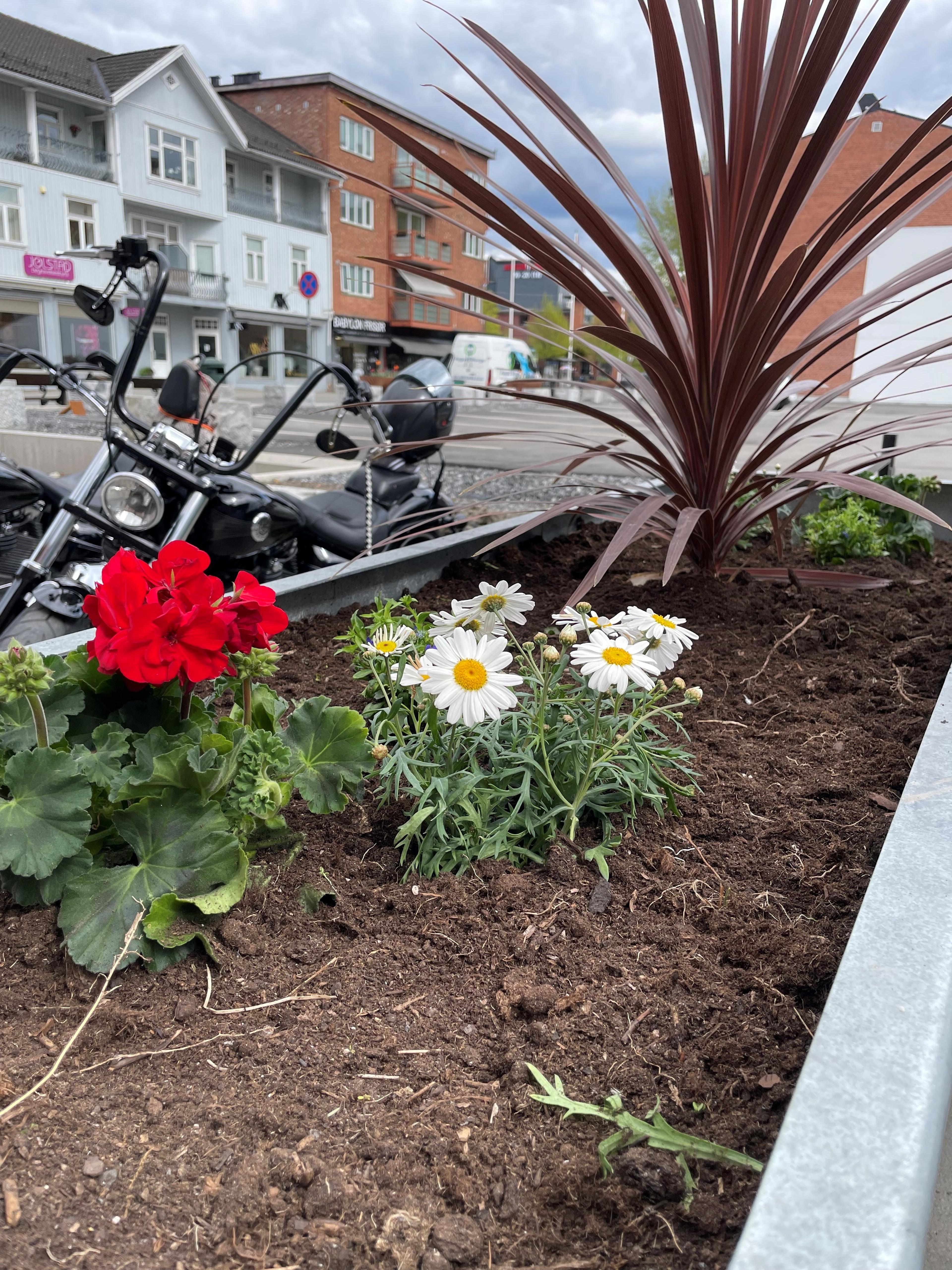 blomster og planter​​​​‌﻿‍﻿​‍​‍‌‍﻿﻿‌﻿​‍‌‍‍‌‌‍‌﻿‌‍‍‌‌‍﻿‍​‍​‍​﻿‍‍​‍​‍‌﻿​﻿‌‍​‌‌‍﻿‍‌‍‍‌‌﻿‌​‌﻿‍‌​‍﻿‍‌‍‍‌‌‍﻿﻿​‍​‍​‍﻿​​‍​‍‌‍‍​‌﻿​‍‌‍‌‌‌‍‌‍​‍​‍​﻿‍‍​‍​‍‌‍‍​‌﻿‌​‌﻿‌​‌﻿​​​﻿‍‍​‍﻿﻿​‍﻿﻿‌‍﻿​‌‍﻿﻿‌‍​﻿‌‍​‌‌‍﻿​‌‍‍​‌‍﻿﻿‌﻿​﻿‌﻿‌​​﻿‍‍​﻿​﻿​﻿​﻿​﻿​﻿​﻿​﻿​‍﻿﻿‌‍‍‌‌‍﻿‍‌﻿‌​‌‍‌‌‌‍﻿‍‌﻿‌​​‍﻿﻿‌‍‌‌‌‍‌​‌‍‍‌‌﻿‌​​‍﻿﻿‌‍﻿‌‌‍﻿﻿‌‍‌​‌‍‌‌​﻿﻿‌‌﻿​​‌﻿​‍‌‍‌‌‌﻿​﻿‌‍‌‌‌‍﻿‍‌﻿‌​‌‍​‌‌﻿‌​‌‍‍‌‌‍﻿﻿‌‍﻿‍​﻿‍﻿‌‍‍‌‌‍‌​​﻿﻿‌​﻿​‍‌‍‌‍​﻿‌‍‌‍​‍‌‍​‌​﻿‌‍​﻿​﻿​﻿‌​​‍﻿‌​﻿‍‌​﻿‌﻿‌‍​‍‌‍‌‌​‍﻿‌​﻿‌​​﻿‍​​﻿​﻿​﻿​‍​‍﻿‌​﻿‍​​﻿‌‍​﻿‍‌​﻿‌​​‍﻿‌​﻿‍​​﻿‌‌​﻿‍​‌‍​‍​﻿‌‌​﻿​﻿‌‍‌‌​﻿​‌​﻿‌‍​﻿​‌‌‍​‍​﻿‍​​﻿‍﻿‌﻿‌​‌﻿‍‌‌﻿​​‌‍‌‌​﻿﻿‌‌﻿​​‌‍﻿﻿‌﻿​﻿‌﻿‌​​﻿‍﻿‌﻿​​‌‍​‌‌﻿‌​‌‍‍​​﻿﻿‌‌‍​‍‌‍﻿﻿‌‍‌​‌﻿‍‌​‍‌‌​﻿‌‌‌​​‍‌‌﻿﻿‌‍‍﻿‌‍‌‌‌﻿‍‌​‍‌‌​﻿​﻿‌​‌​​‍‌‌​﻿​﻿‌​‌​​‍‌‌​﻿​‍​﻿​‍​﻿‌‌‌‍​‍‌‍​‍‌‍‌‍​﻿​‌​﻿‌‍​﻿‌﻿‌‍​‌‌‍‌‌​﻿​​‌‍‌‍​﻿‍‌​‍‌‌​﻿​‍​﻿​‍​‍‌‌​﻿‌‌‌​‌​​‍﻿‍‌‍​‌‌‍﻿​‌﻿‌​​﻿﻿﻿‌‍​‍‌‍​‌‌﻿​﻿‌‍‌‌‌‌‌‌‌﻿​‍‌‍﻿​​﻿﻿‌‌‍‍​‌﻿‌​‌﻿‌​‌﻿​​​‍‌‌​﻿​﻿‌​​‌​‍‌‌​﻿​‍‌​‌‍​‍‌‌​﻿​‍‌​‌‍‌‍﻿​‌‍﻿﻿‌‍​﻿‌‍​‌‌‍﻿​‌‍‍​‌‍﻿﻿‌﻿​﻿‌﻿‌​​‍‌‌​﻿​﻿‌​​‌​﻿​﻿​﻿​﻿​﻿​﻿​﻿​﻿​‍‌‍‌‍‍‌‌‍‌​​﻿﻿‌​﻿​‍‌‍‌‍​﻿‌‍‌‍​‍‌‍​‌​﻿‌‍​﻿​﻿​﻿‌​​‍﻿‌​﻿‍‌​﻿‌﻿‌‍​‍‌‍‌‌​‍﻿‌​﻿‌​​﻿‍​​﻿​﻿​﻿​‍​‍﻿‌​﻿‍​​﻿‌‍​﻿‍‌​﻿‌​​‍﻿‌​﻿‍​​﻿‌‌​﻿‍​‌‍​‍​﻿‌‌​﻿​﻿‌‍‌‌​﻿​‌​﻿‌‍​﻿​‌‌‍​‍​﻿‍​​‍‌‍‌﻿‌​‌﻿‍‌‌﻿​​‌‍‌‌​﻿﻿‌‌﻿​​‌‍﻿﻿‌﻿​﻿‌﻿‌​​‍‌‍‌﻿​​‌‍​‌‌﻿‌​‌‍‍​​﻿﻿‌‌‍​‍‌‍﻿﻿‌‍‌​‌﻿‍‌​‍‌‌​﻿‌‌‌​​‍‌‌﻿﻿‌‍‍﻿‌‍‌‌‌﻿‍‌​‍‌‌​﻿​﻿‌​‌​​‍‌‌​﻿​﻿‌​‌​​‍‌‌​﻿​‍​﻿​‍​﻿‌‌‌‍​‍‌‍​‍‌‍‌‍​﻿​‌​﻿‌‍​﻿‌﻿‌‍​‌‌‍‌‌​﻿​​‌‍‌‍​﻿‍‌​‍‌‌​﻿​‍​﻿​‍​‍‌‌​﻿‌‌‌​‌​​‍﻿‍‌‍​‌‌‍﻿​‌﻿‌​​‍‌‍‌﻿​​‌‍‌‌‌﻿​‍‌﻿​﻿‌﻿​​‌‍‌‌‌‍​﻿‌﻿‌​‌‍‍‌‌﻿‌‍‌‍‌‌​﻿﻿‌‌﻿​​‌﻿‌‌‌‍​‍‌‍﻿​‌‍‍‌‌﻿​﻿‌‍‍​‌‍‌‌‌‍‌​​‍​‍‌﻿﻿‌