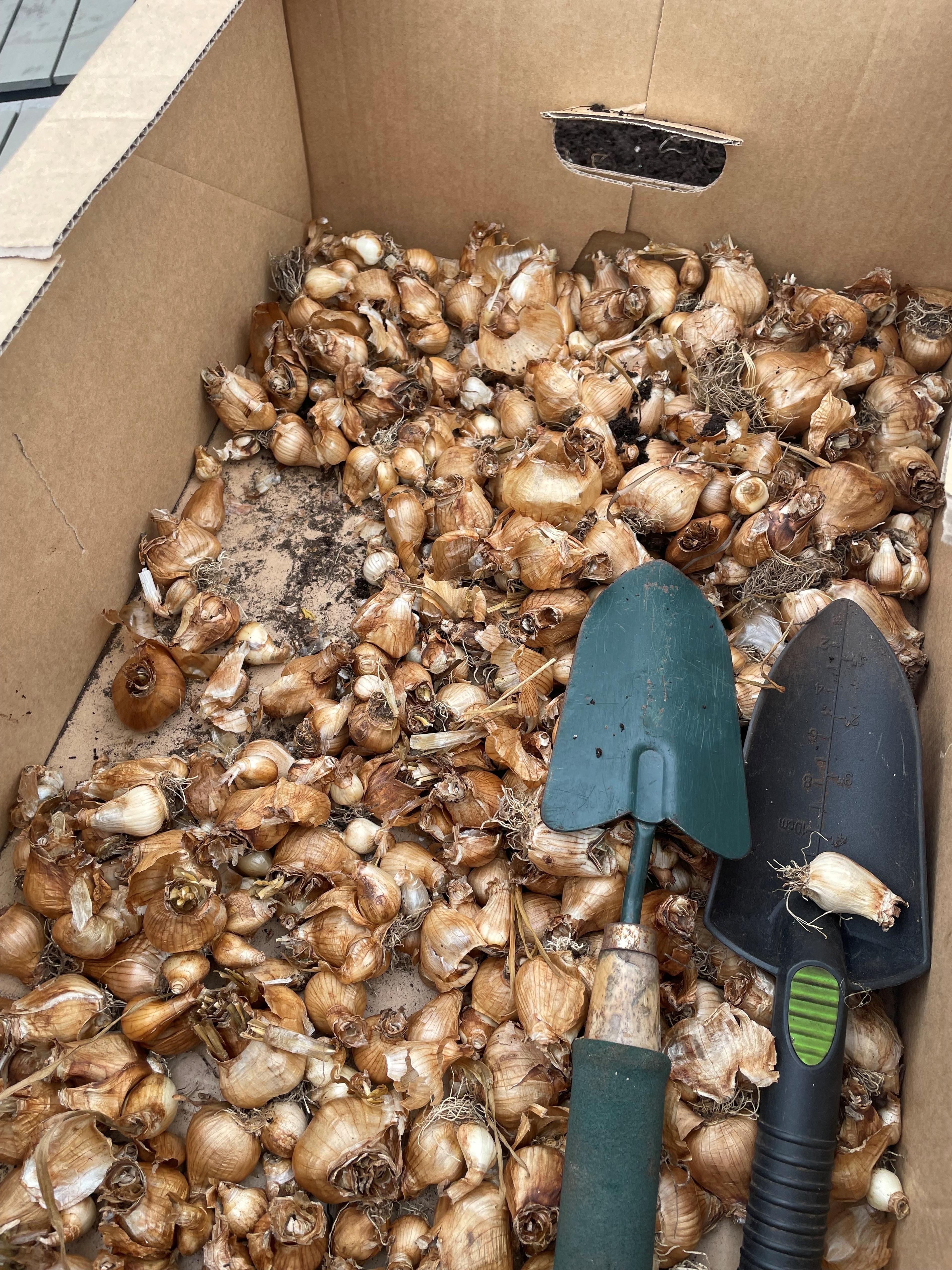 En eske med blomsterløk​​​​‌﻿‍﻿​‍​‍‌‍﻿﻿‌﻿​‍‌‍‍‌‌‍‌﻿‌‍‍‌‌‍﻿‍​‍​‍​﻿‍‍​‍​‍‌﻿​﻿‌‍​‌‌‍﻿‍‌‍‍‌‌﻿‌​‌﻿‍‌​‍﻿‍‌‍‍‌‌‍﻿﻿​‍​‍​‍﻿​​‍​‍‌‍‍​‌﻿​‍‌‍‌‌‌‍‌‍​‍​‍​﻿‍‍​‍​‍‌‍‍​‌﻿‌​‌﻿‌​‌﻿​​​﻿‍‍​‍﻿﻿​‍﻿﻿‌‍﻿​‌‍﻿﻿‌‍​﻿‌‍​‌‌‍﻿​‌‍‍​‌‍﻿﻿‌﻿​﻿‌﻿‌​​﻿‍‍​﻿​﻿​﻿​﻿​﻿​﻿​﻿​﻿​‍﻿﻿‌‍‍‌‌‍﻿‍‌﻿‌​‌‍‌‌‌‍﻿‍‌﻿‌​​‍﻿﻿‌‍‌‌‌‍‌​‌‍‍‌‌﻿‌​​‍﻿﻿‌‍﻿‌‌‍﻿﻿‌‍‌​‌‍‌‌​﻿﻿‌‌﻿​​‌﻿​‍‌‍‌‌‌﻿​﻿‌‍‌‌‌‍﻿‍‌﻿‌​‌‍​‌‌﻿‌​‌‍‍‌‌‍﻿﻿‌‍﻿‍​﻿‍﻿‌‍‍‌‌‍‌​​﻿﻿‌‌‍​‍‌‍‌​​﻿‍​​﻿‍​‌‍‌‍​﻿​‌​﻿‍‌​﻿‌‌​‍﻿‌​﻿‌​​﻿‌‍‌‍‌‌‌‍‌‍​‍﻿‌​﻿‌​​﻿​​‌‍​‍​﻿‍‌​‍﻿‌​﻿‍‌‌‍​‍​﻿‍‌​﻿‌‍​‍﻿‌​﻿‌​‌‍​‍​﻿‌‌‌‍​‍‌‍​‌​﻿​﻿‌‍‌​‌‍‌‌​﻿‍‌​﻿‌‌​﻿‍​​﻿‍​​﻿‍﻿‌﻿‌​‌﻿‍‌‌﻿​​‌‍‌‌​﻿﻿‌‌﻿​​‌‍﻿﻿‌﻿​﻿‌﻿‌​​﻿‍﻿‌﻿​​‌‍​‌‌﻿‌​‌‍‍​​﻿﻿‌‌‍​‍‌‍﻿﻿‌‍‌​‌﻿‍‌​‍‌‌​﻿‌‌‌​​‍‌‌﻿﻿‌‍‍﻿‌‍‌‌‌﻿‍‌​‍‌‌​﻿​﻿‌​‌​​‍‌‌​﻿​﻿‌​‌​​‍‌‌​﻿​‍​﻿​‍​﻿​‌​﻿​​​﻿​​​﻿​﻿​﻿‌‌‌‍​‍‌‍‌‍​﻿‌‍‌‍‌‌​﻿‌​‌‍​‍​﻿‌‍​‍‌‌​﻿​‍​﻿​‍​‍‌‌​﻿‌‌‌​‌​​‍﻿‍‌‍​‌‌‍﻿​‌﻿‌​​﻿﻿﻿‌‍​‍‌‍​‌‌﻿​﻿‌‍‌‌‌‌‌‌‌﻿​‍‌‍﻿​​﻿﻿‌‌‍‍​‌﻿‌​‌﻿‌​‌﻿​​​‍‌‌​﻿​﻿‌​​‌​‍‌‌​﻿​‍‌​‌‍​‍‌‌​﻿​‍‌​‌‍‌‍﻿​‌‍﻿﻿‌‍​﻿‌‍​‌‌‍﻿​‌‍‍​‌‍﻿﻿‌﻿​﻿‌﻿‌​​‍‌‌​﻿​﻿‌​​‌​﻿​﻿​﻿​﻿​﻿​﻿​﻿​﻿​‍‌‍‌‍‍‌‌‍‌​​﻿﻿‌‌‍​‍‌‍‌​​﻿‍​​﻿‍​‌‍‌‍​﻿​‌​﻿‍‌​﻿‌‌​‍﻿‌​﻿‌​​﻿‌‍‌‍‌‌‌‍‌‍​‍﻿‌​﻿‌​​﻿​​‌‍​‍​﻿‍‌​‍﻿‌​﻿‍‌‌‍​‍​﻿‍‌​﻿‌‍​‍﻿‌​﻿‌​‌‍​‍​﻿‌‌‌‍​‍‌‍​‌​﻿​﻿‌‍‌​‌‍‌‌​﻿‍‌​﻿‌‌​﻿‍​​﻿‍​​‍‌‍‌﻿‌​‌﻿‍‌‌﻿​​‌‍‌‌​﻿﻿‌‌﻿​​‌‍﻿﻿‌﻿​﻿‌﻿‌​​‍‌‍‌﻿​​‌‍​‌‌﻿‌​‌‍‍​​﻿﻿‌‌‍​‍‌‍﻿﻿‌‍‌​‌﻿‍‌​‍‌‌​﻿‌‌‌​​‍‌‌﻿﻿‌‍‍﻿‌‍‌‌‌﻿‍‌​‍‌‌​﻿​﻿‌​‌​​‍‌‌​﻿​﻿‌​‌​​‍‌‌​﻿​‍​﻿​‍​﻿​‌​﻿​​​﻿​​​﻿​﻿​﻿‌‌‌‍​‍‌‍‌‍​﻿‌‍‌‍‌‌​﻿‌​‌‍​‍​﻿‌‍​‍‌‌​﻿​‍​﻿​‍​‍‌‌​﻿‌‌‌​‌​​‍﻿‍‌‍​‌‌‍﻿​‌﻿‌​​‍‌‍‌﻿​​‌‍‌‌‌﻿​‍‌﻿​﻿‌﻿​​‌‍‌‌‌‍​﻿‌﻿‌​‌‍‍‌‌﻿‌‍‌‍‌‌​﻿﻿‌‌﻿​​‌﻿‌‌‌‍​‍‌‍﻿​‌‍‍‌‌﻿​﻿‌‍‍​‌‍‌‌‌‍‌​​‍​‍‌﻿﻿‌