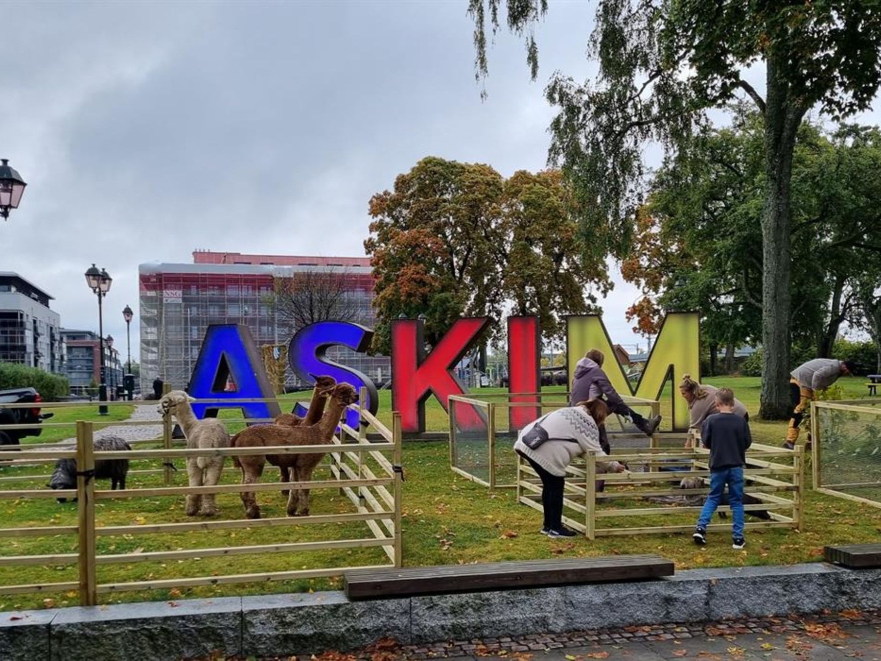 Langhåret ku