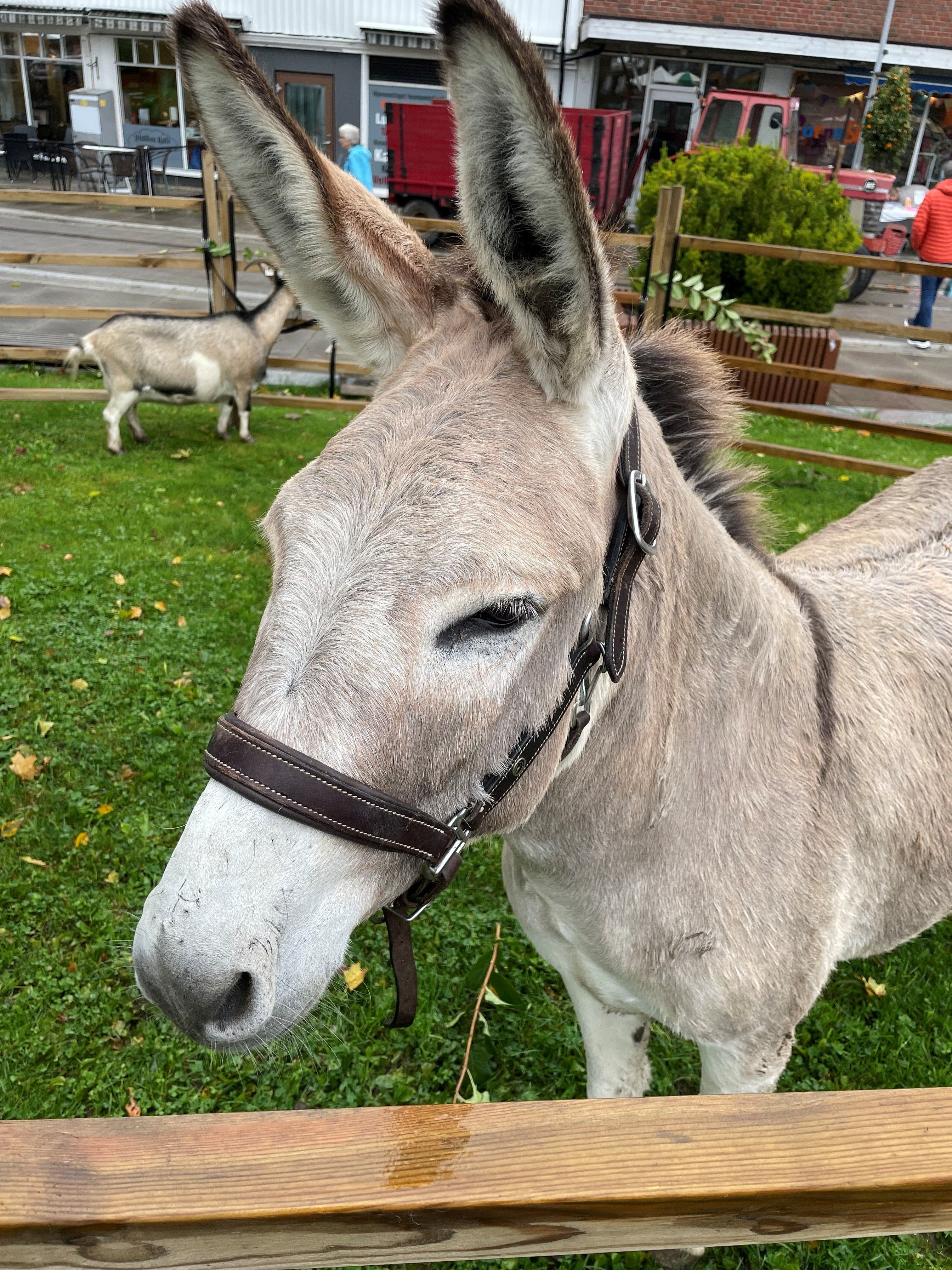 Esel i Guderudparken