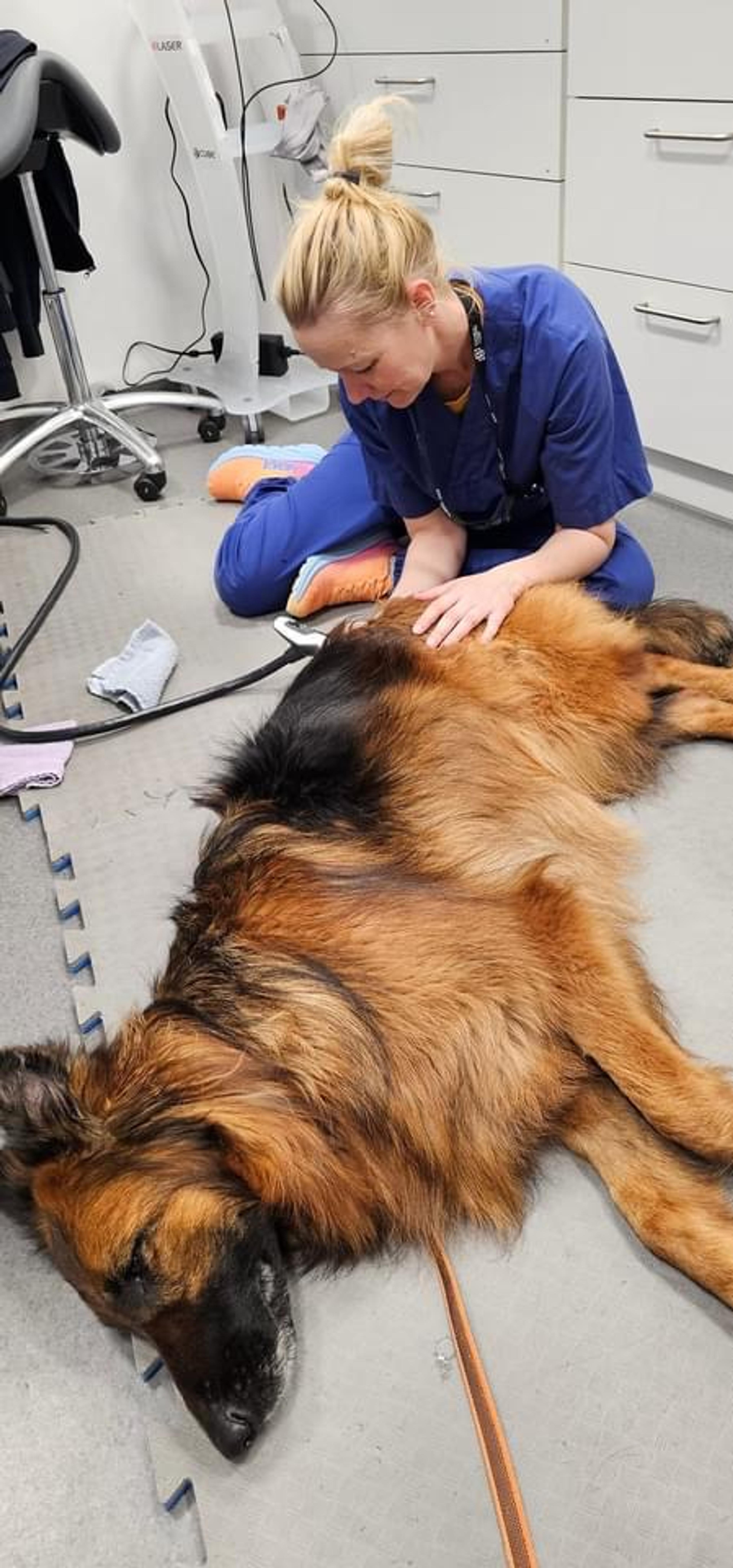 En syk hund hos vetrinær