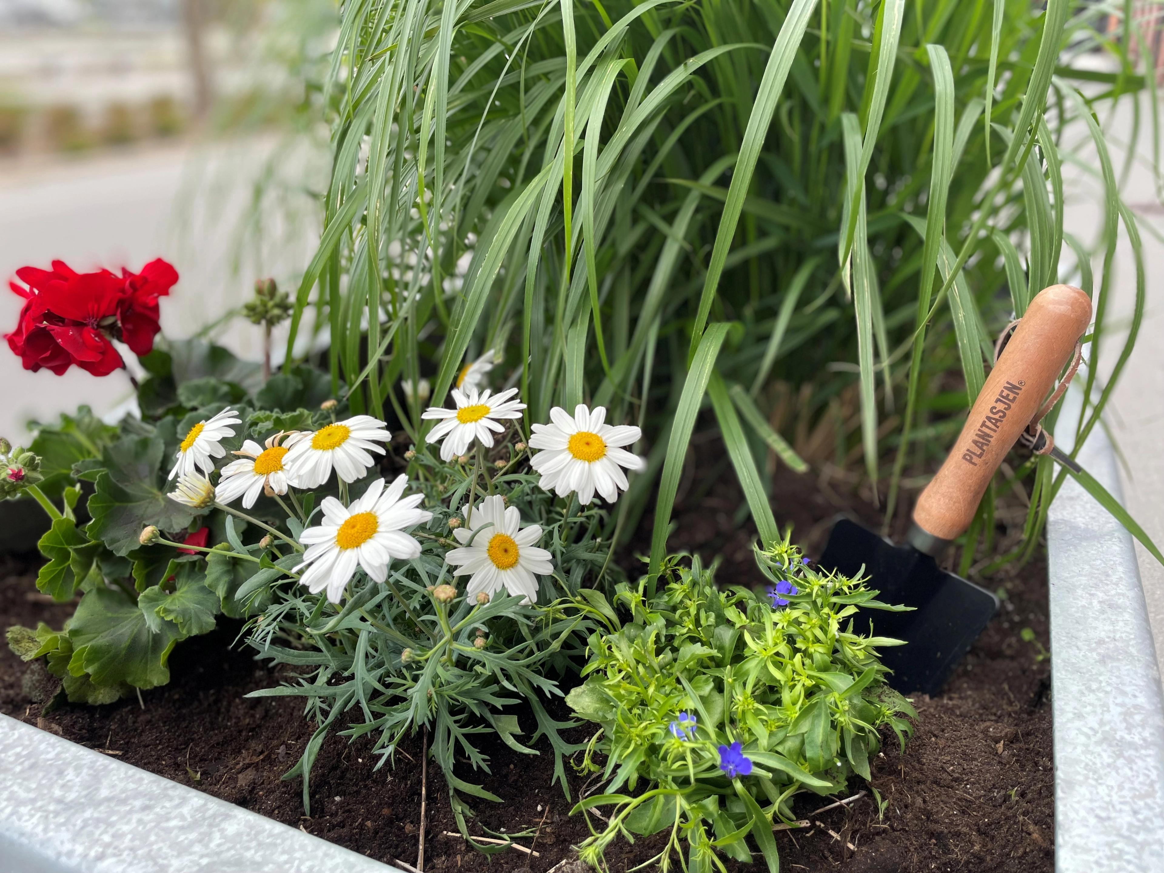 Planter og blomster​​​​‌﻿‍﻿​‍​‍‌‍﻿﻿‌﻿​‍‌‍‍‌‌‍‌﻿‌‍‍‌‌‍﻿‍​‍​‍​﻿‍‍​‍​‍‌﻿​﻿‌‍​‌‌‍﻿‍‌‍‍‌‌﻿‌​‌﻿‍‌​‍﻿‍‌‍‍‌‌‍﻿﻿​‍​‍​‍﻿​​‍​‍‌‍‍​‌﻿​‍‌‍‌‌‌‍‌‍​‍​‍​﻿‍‍​‍​‍‌‍‍​‌﻿‌​‌﻿‌​‌﻿​​​﻿‍‍​‍﻿﻿​‍﻿﻿‌‍﻿​‌‍﻿﻿‌‍​﻿‌‍​‌‌‍﻿​‌‍‍​‌‍﻿﻿‌﻿​﻿‌﻿‌​​﻿‍‍​﻿​﻿​﻿​﻿​﻿​﻿​﻿​﻿​‍﻿﻿‌‍‍‌‌‍﻿‍‌﻿‌​‌‍‌‌‌‍﻿‍‌﻿‌​​‍﻿﻿‌‍‌‌‌‍‌​‌‍‍‌‌﻿‌​​‍﻿﻿‌‍﻿‌‌‍﻿﻿‌‍‌​‌‍‌‌​﻿﻿‌‌﻿​​‌﻿​‍‌‍‌‌‌﻿​﻿‌‍‌‌‌‍﻿‍‌﻿‌​‌‍​‌‌﻿‌​‌‍‍‌‌‍﻿﻿‌‍﻿‍​﻿‍﻿‌‍‍‌‌‍‌​​﻿﻿‌​﻿​‍‌‍‌‍​﻿‌‍‌‍​‍‌‍​‌​﻿‌‍​﻿​﻿​﻿‌​​‍﻿‌​﻿‍‌​﻿‌﻿‌‍​‍‌‍‌‌​‍﻿‌​﻿‌​​﻿‍​​﻿​﻿​﻿​‍​‍﻿‌​﻿‍​​﻿‌‍​﻿‍‌​﻿‌​​‍﻿‌​﻿‍​​﻿‌‌​﻿‍​‌‍​‍​﻿‌‌​﻿​﻿‌‍‌‌​﻿​‌​﻿‌‍​﻿​‌‌‍​‍​﻿‍​​﻿‍﻿‌﻿‌​‌﻿‍‌‌﻿​​‌‍‌‌​﻿﻿‌‌﻿​​‌‍﻿﻿‌﻿​﻿‌﻿‌​​﻿‍﻿‌﻿​​‌‍​‌‌﻿‌​‌‍‍​​﻿﻿‌‌‍​‍‌‍﻿﻿‌‍‌​‌﻿‍‌​‍‌‌​﻿‌‌‌​​‍‌‌﻿﻿‌‍‍﻿‌‍‌‌‌﻿‍‌​‍‌‌​﻿​﻿‌​‌​​‍‌‌​﻿​﻿‌​‌​​‍‌‌​﻿​‍​﻿​‍​﻿‍‌​﻿‌﻿​﻿‌‍‌‍​‍​﻿​​‌‍​‌‌‍‌‌​﻿​​‌‍‌‍​﻿​​​﻿‍​​﻿​‍​‍‌‌​﻿​‍​﻿​‍​‍‌‌​﻿‌‌‌​‌​​‍﻿‍‌‍​‌‌‍﻿​‌﻿‌​​﻿﻿﻿‌‍​‍‌‍​‌‌﻿​﻿‌‍‌‌‌‌‌‌‌﻿​‍‌‍﻿​​﻿﻿‌‌‍‍​‌﻿‌​‌﻿‌​‌﻿​​​‍‌‌​﻿​﻿‌​​‌​‍‌‌​﻿​‍‌​‌‍​‍‌‌​﻿​‍‌​‌‍‌‍﻿​‌‍﻿﻿‌‍​﻿‌‍​‌‌‍﻿​‌‍‍​‌‍﻿﻿‌﻿​﻿‌﻿‌​​‍‌‌​﻿​﻿‌​​‌​﻿​﻿​﻿​﻿​﻿​﻿​﻿​﻿​‍‌‍‌‍‍‌‌‍‌​​﻿﻿‌​﻿​‍‌‍‌‍​﻿‌‍‌‍​‍‌‍​‌​﻿‌‍​﻿​﻿​﻿‌​​‍﻿‌​﻿‍‌​﻿‌﻿‌‍​‍‌‍‌‌​‍﻿‌​﻿‌​​﻿‍​​﻿​﻿​﻿​‍​‍﻿‌​﻿‍​​﻿‌‍​﻿‍‌​﻿‌​​‍﻿‌​﻿‍​​﻿‌‌​﻿‍​‌‍​‍​﻿‌‌​﻿​﻿‌‍‌‌​﻿​‌​﻿‌‍​﻿​‌‌‍​‍​﻿‍​​‍‌‍‌﻿‌​‌﻿‍‌‌﻿​​‌‍‌‌​﻿﻿‌‌﻿​​‌‍﻿﻿‌﻿​﻿‌﻿‌​​‍‌‍‌﻿​​‌‍​‌‌﻿‌​‌‍‍​​﻿﻿‌‌‍​‍‌‍﻿﻿‌‍‌​‌﻿‍‌​‍‌‌​﻿‌‌‌​​‍‌‌﻿﻿‌‍‍﻿‌‍‌‌‌﻿‍‌​‍‌‌​﻿​﻿‌​‌​​‍‌‌​﻿​﻿‌​‌​​‍‌‌​﻿​‍​﻿​‍​﻿‍‌​﻿‌﻿​﻿‌‍‌‍​‍​﻿​​‌‍​‌‌‍‌‌​﻿​​‌‍‌‍​﻿​​​﻿‍​​﻿​‍​‍‌‌​﻿​‍​﻿​‍​‍‌‌​﻿‌‌‌​‌​​‍﻿‍‌‍​‌‌‍﻿​‌﻿‌​​‍‌‍‌﻿​​‌‍‌‌‌﻿​‍‌﻿​﻿‌﻿​​‌‍‌‌‌‍​﻿‌﻿‌​‌‍‍‌‌﻿‌‍‌‍‌‌​﻿﻿‌‌﻿​​‌﻿‌‌‌‍​‍‌‍﻿​‌‍‍‌‌﻿​﻿‌‍‍​‌‍‌‌‌‍‌​​‍​‍‌﻿﻿‌