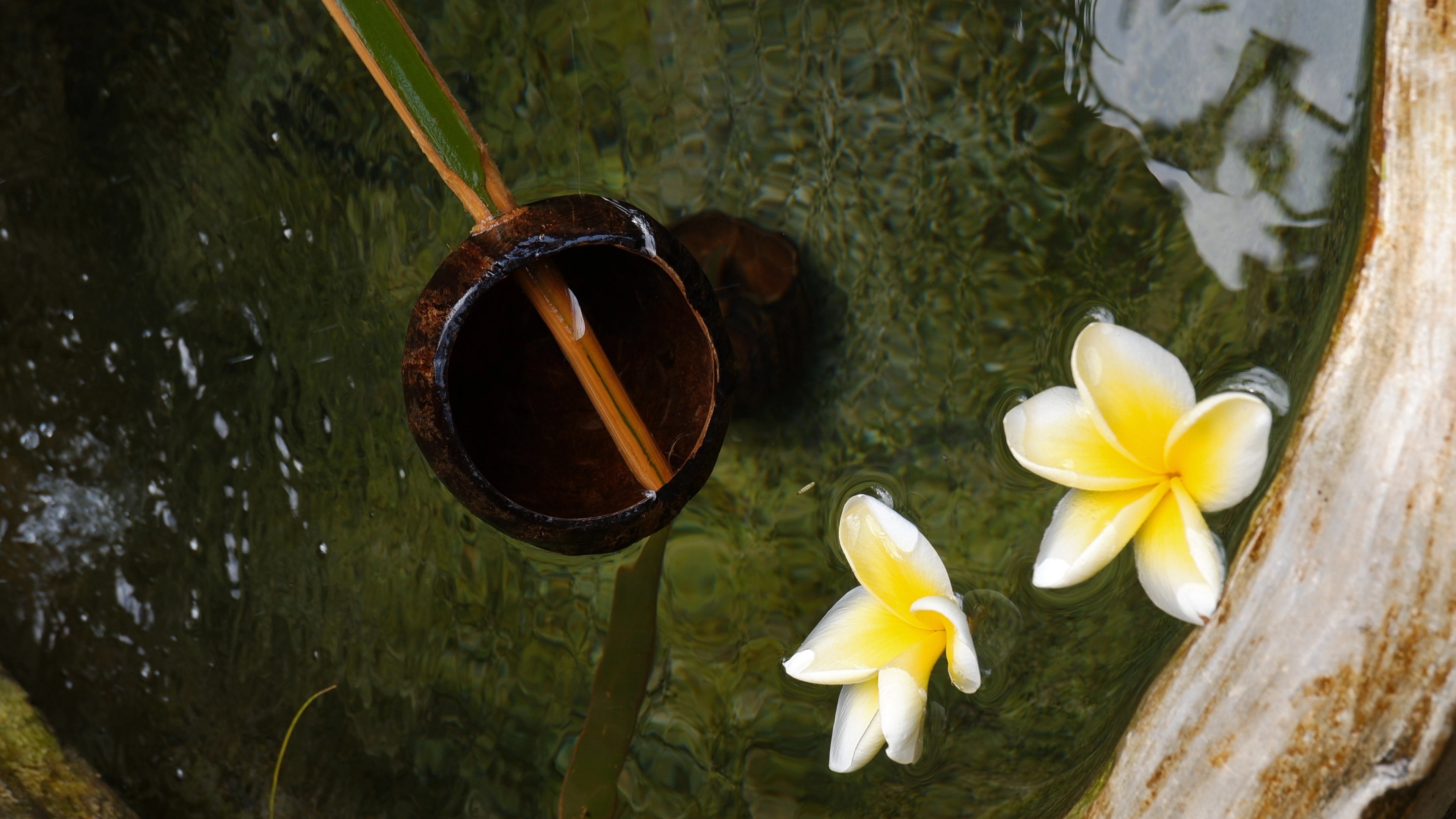 Image of sacred water and two frangipani, known locally as "jepun"