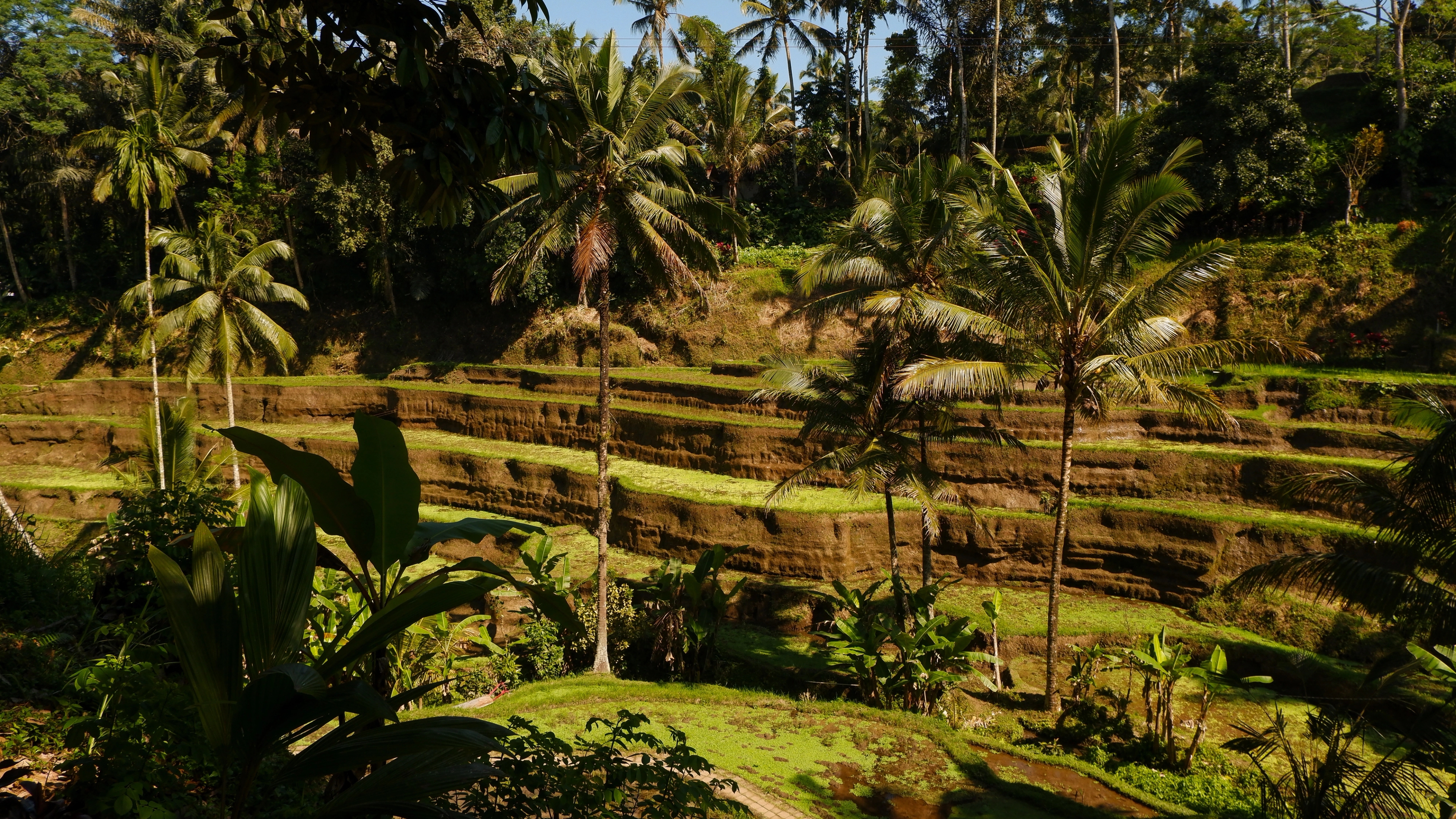 Image of rice field in Ubud
