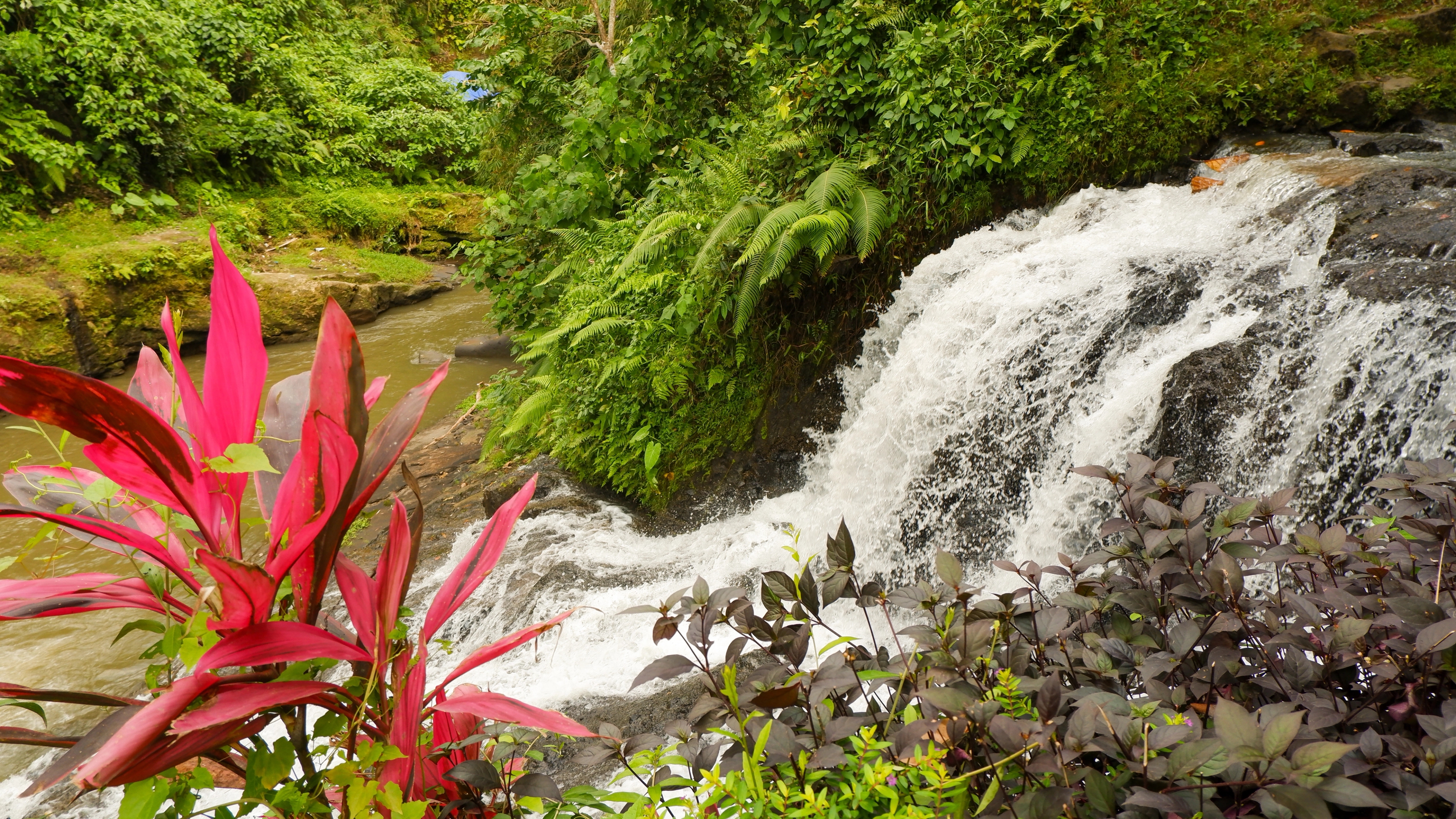 picture of a waterfall surrounded by flowers and nature