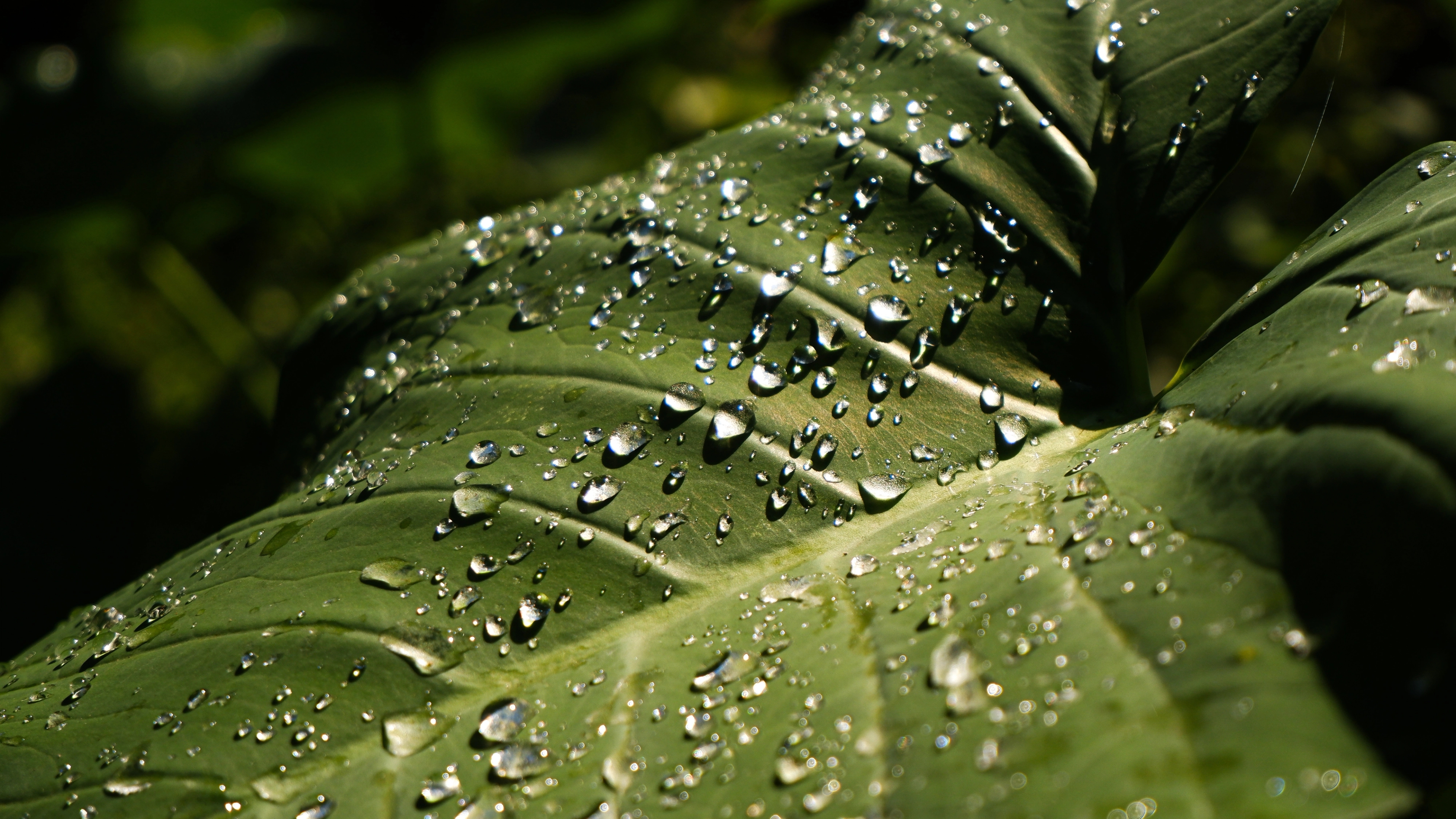 Image of big green leaf with drops of water in Ubud