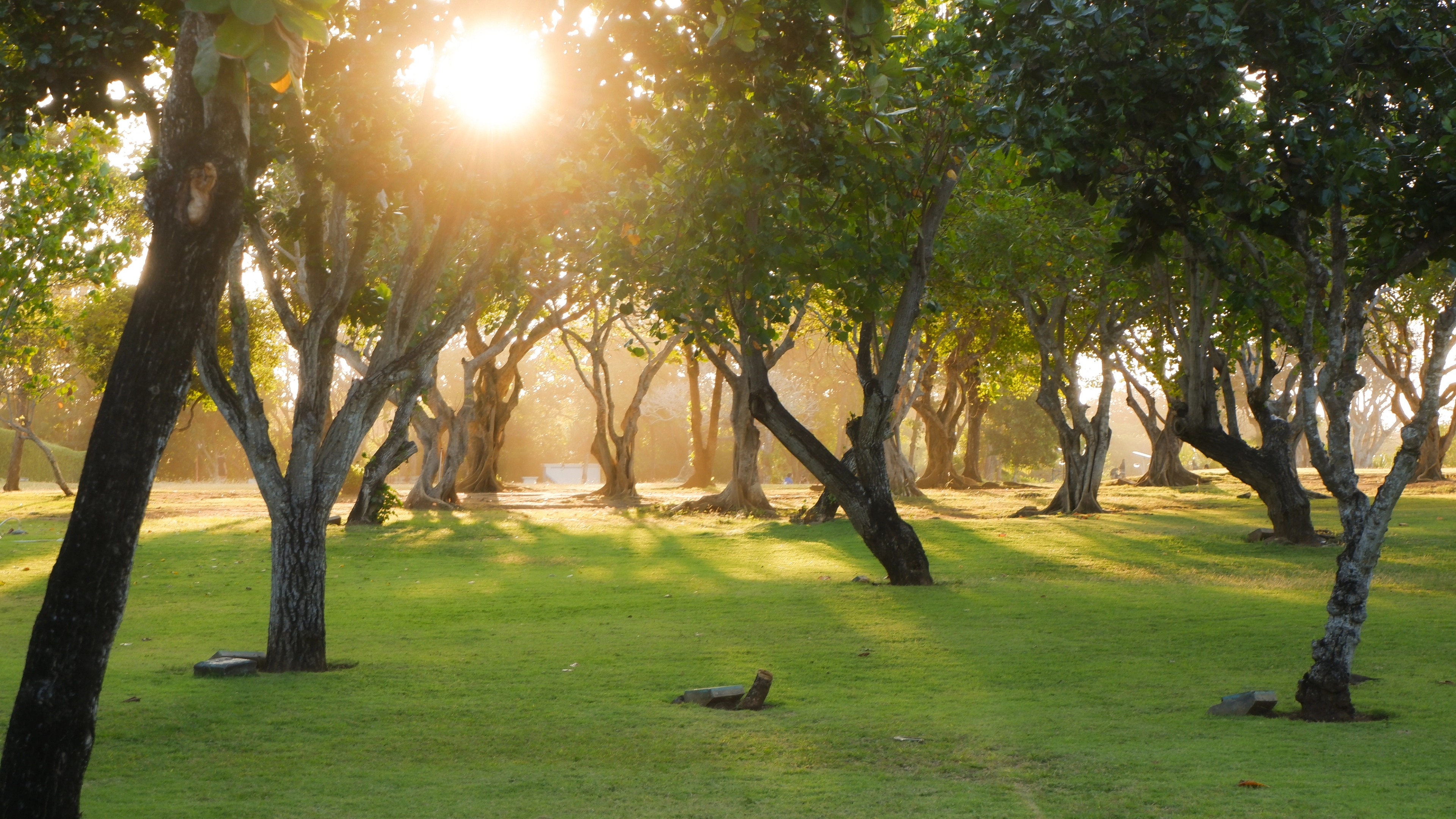 Picture from Nusa Dua Beach shows trees, park where everyone can enjoy the beauty of nature