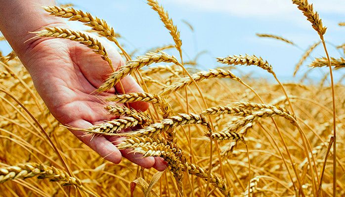 Sorting the wheat from the chaff. Is becoming a Chartered Management Consultant the answer to better rates and improved outcomes for clients?