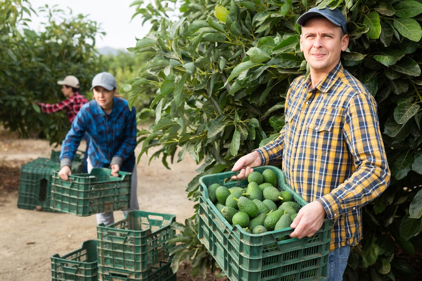 Australian businesses of avocado production to present scale