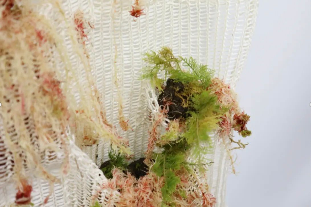 Very loosely woven white fabric hanging with pockets containing green and red moss in different stages of growth